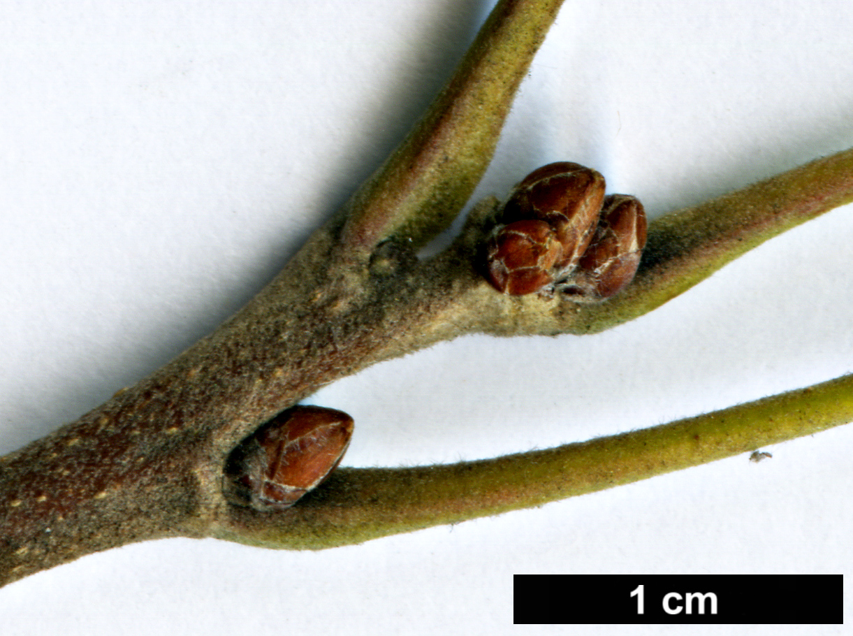 High resolution image: Family: Fagaceae - Genus: Quercus - Taxon: macrocarpa