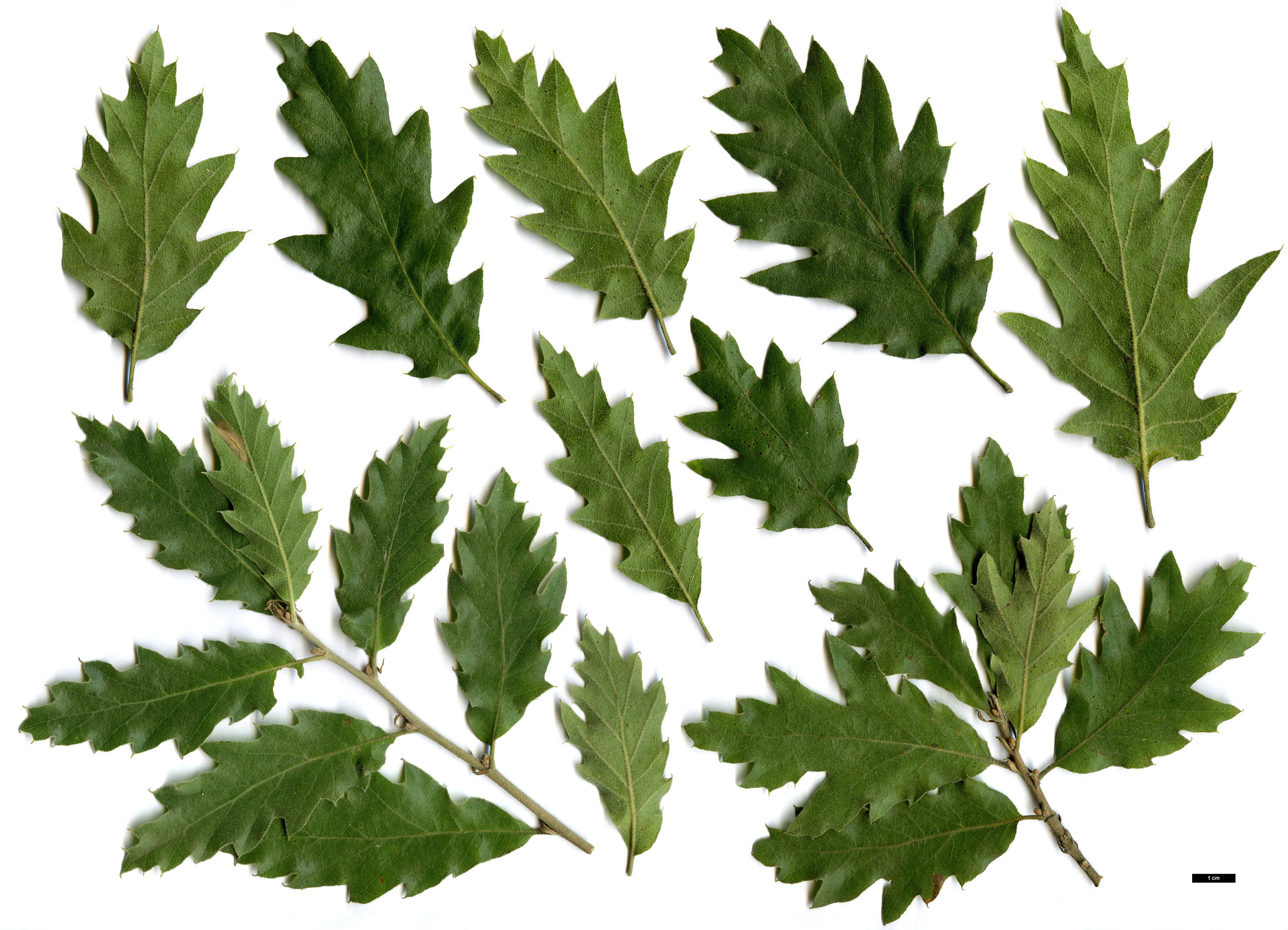 High resolution image: Family: Fagaceae - Genus: Quercus - Taxon: macrolepis