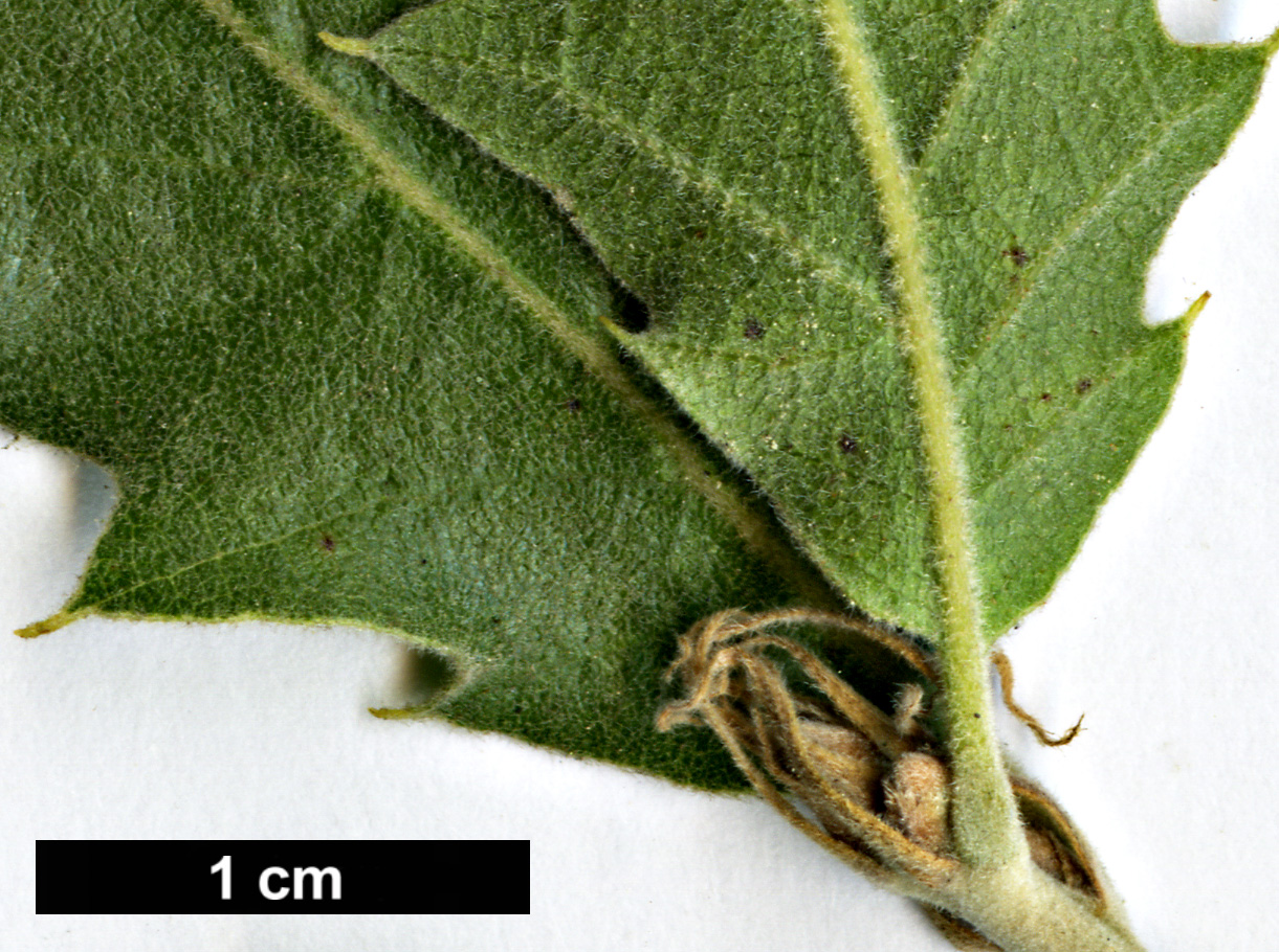 High resolution image: Family: Fagaceae - Genus: Quercus - Taxon: macrolepis