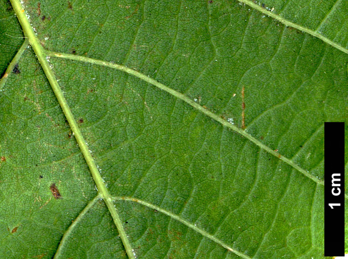 High resolution image: Family: Fagaceae - Genus: Quercus - Taxon: michauxii