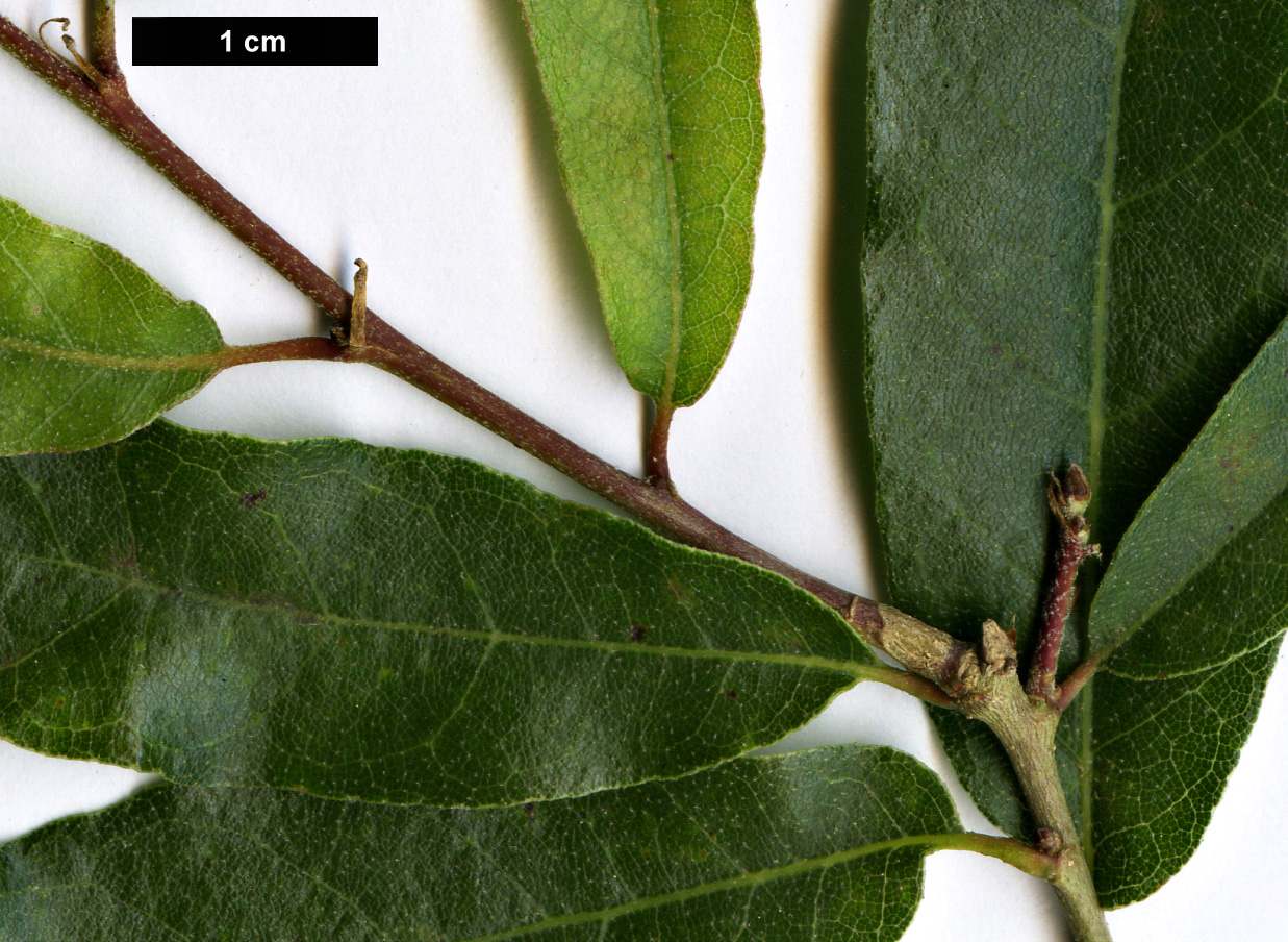 High resolution image: Family: Fagaceae - Genus: Quercus - Taxon: microphylla