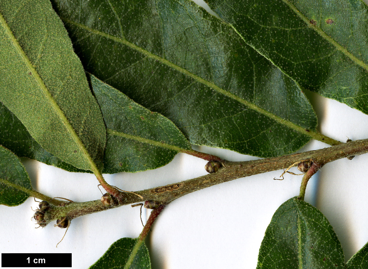 High resolution image: Family: Fagaceae - Genus: Quercus - Taxon: microphylla