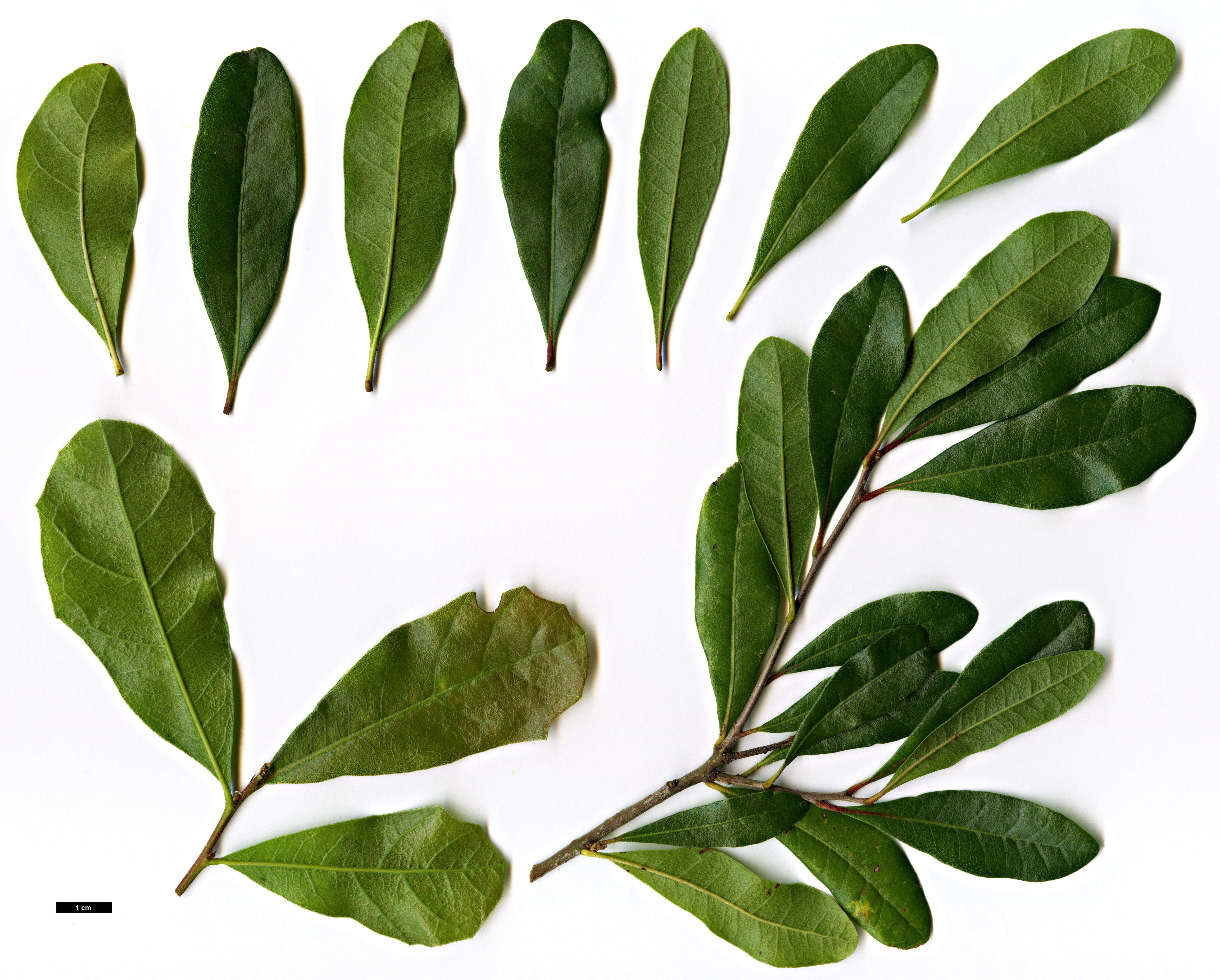 High resolution image: Family: Fagaceae - Genus: Quercus - Taxon: minima