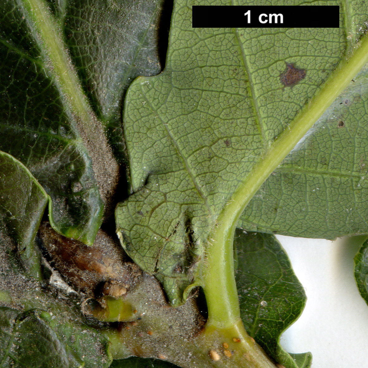 High resolution image: Family: Fagaceae - Genus: Quercus - Taxon: mongolica