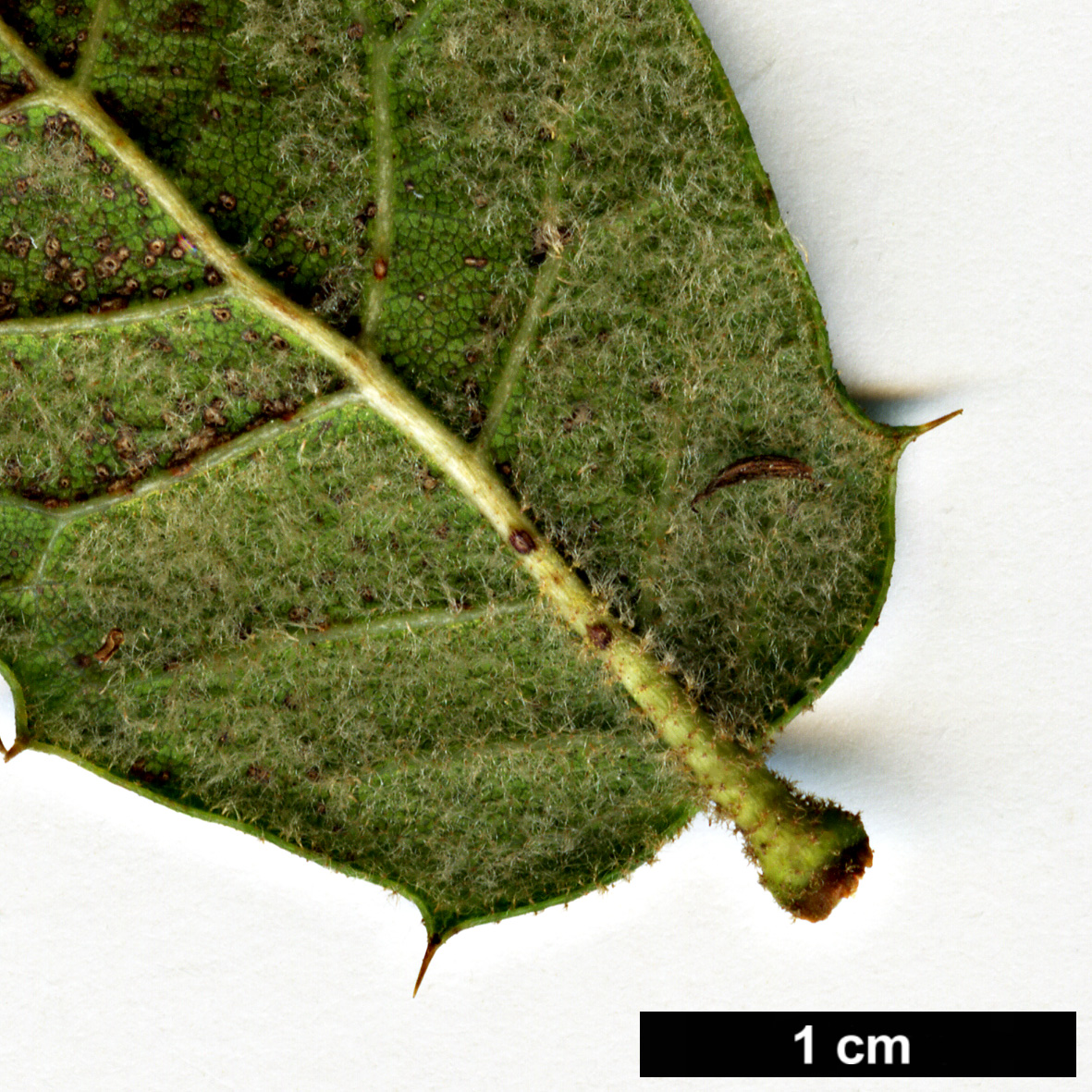 High resolution image: Family: Fagaceae - Genus: Quercus - Taxon: monimotricha