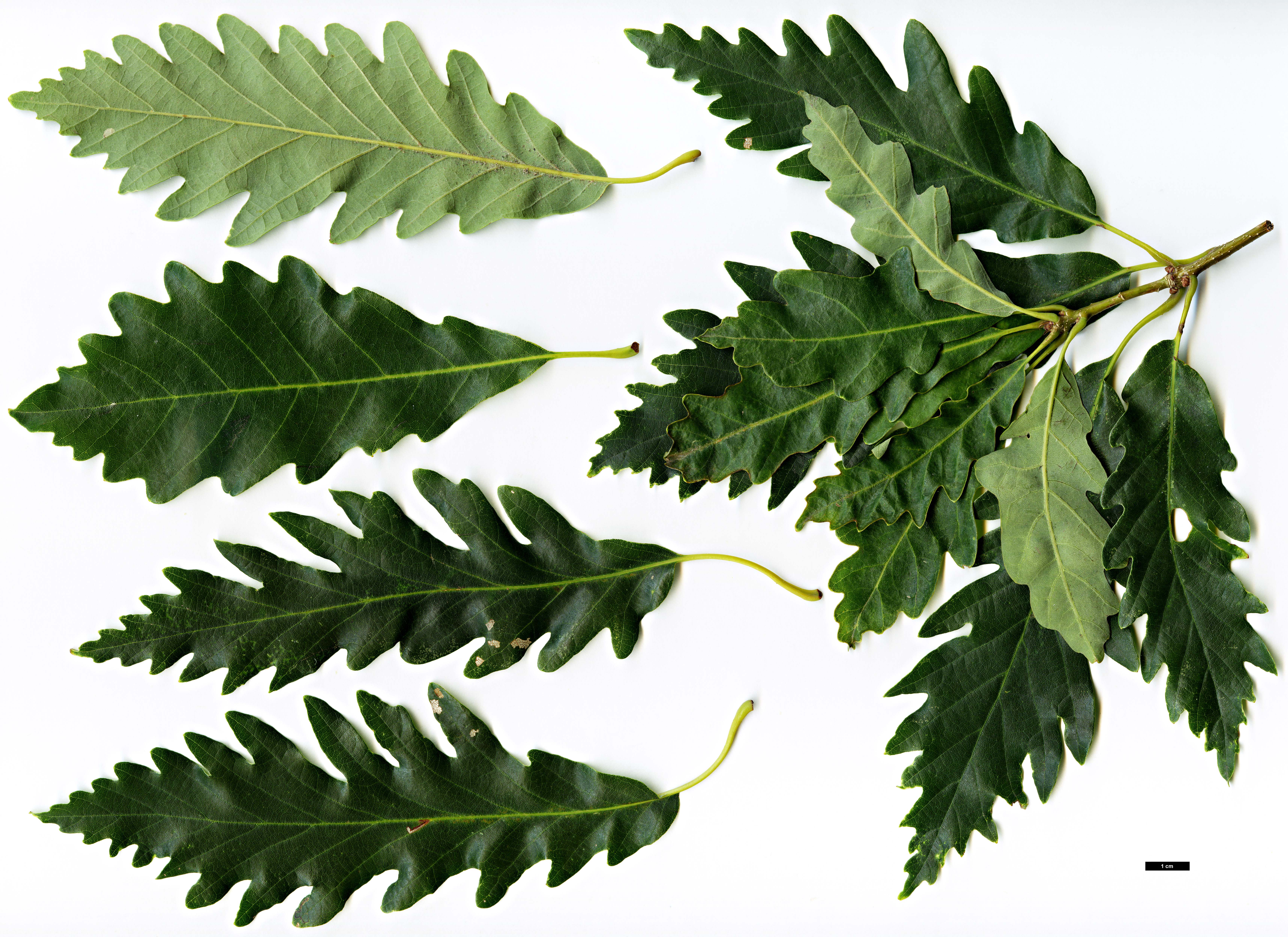 High resolution image: Family: Fagaceae - Genus: Quercus - Taxon: montana - SpeciesSub: 'Laciniata'