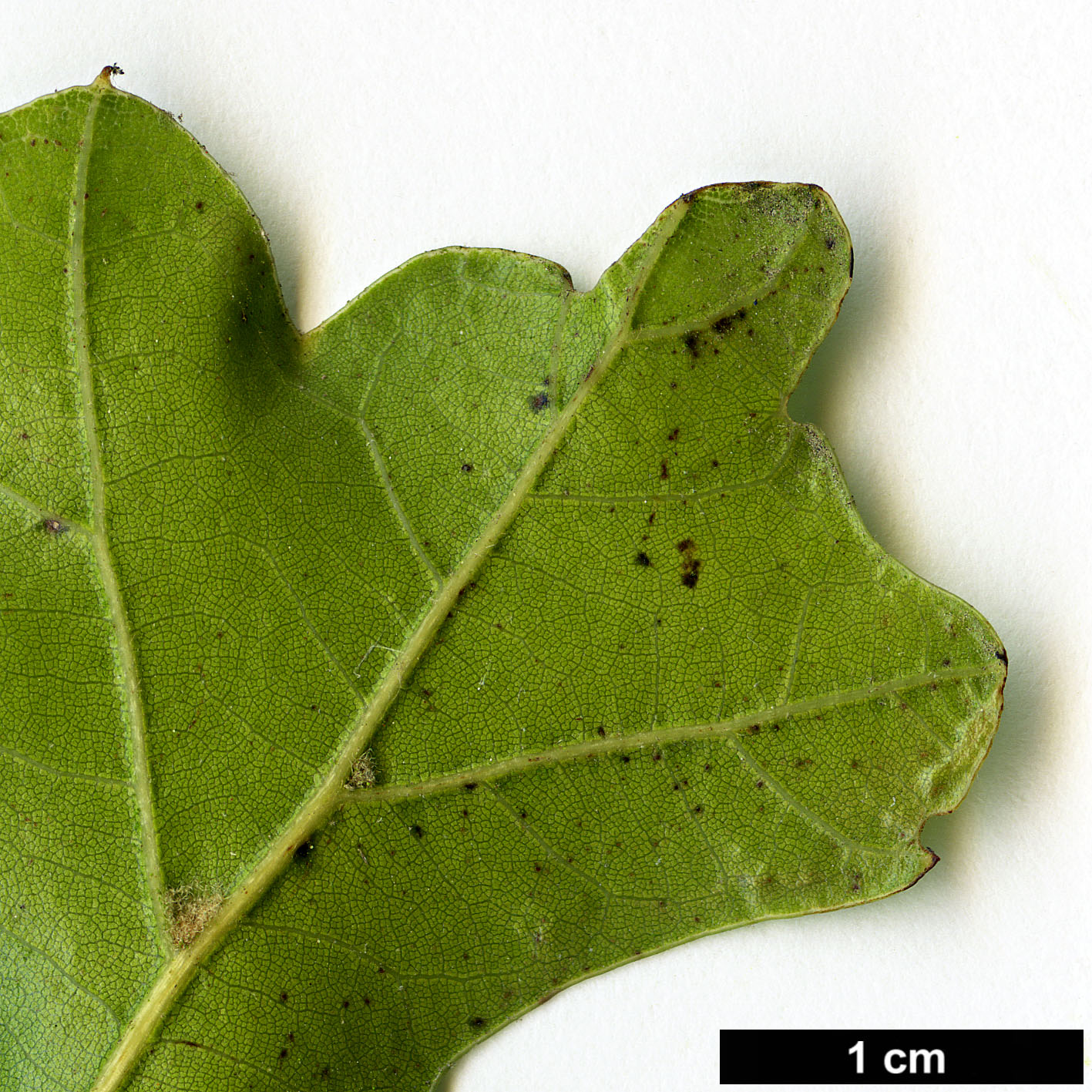High resolution image: Family: Fagaceae - Genus: Quercus - Taxon: nigra