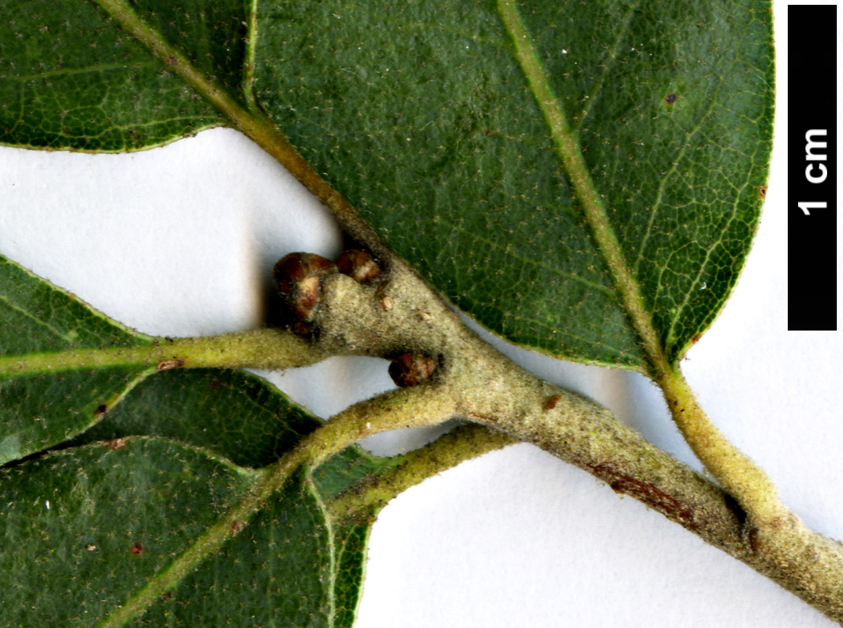 High resolution image: Family: Fagaceae - Genus: Quercus - Taxon: oblongifolia