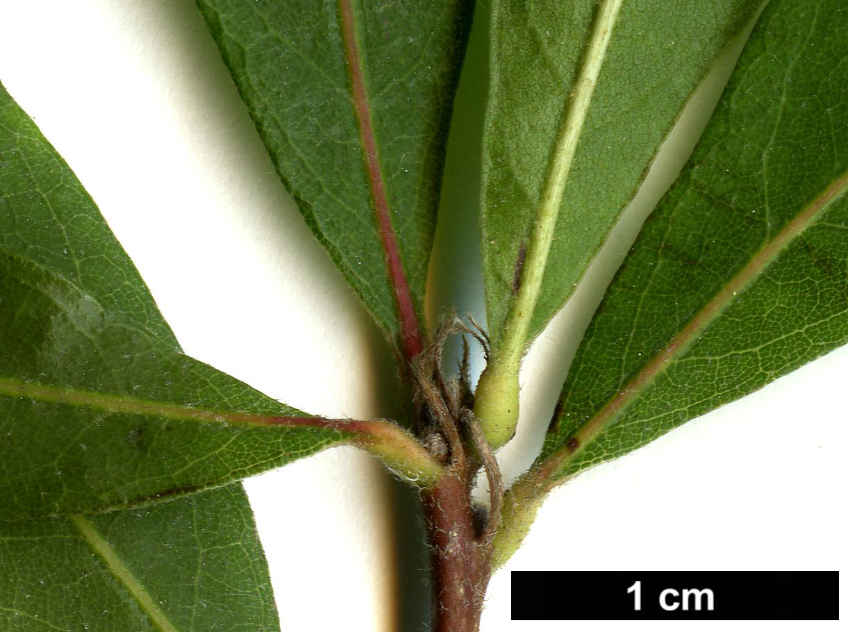 High resolution image: Family: Fagaceae - Genus: Quercus - Taxon: oglethorpensis