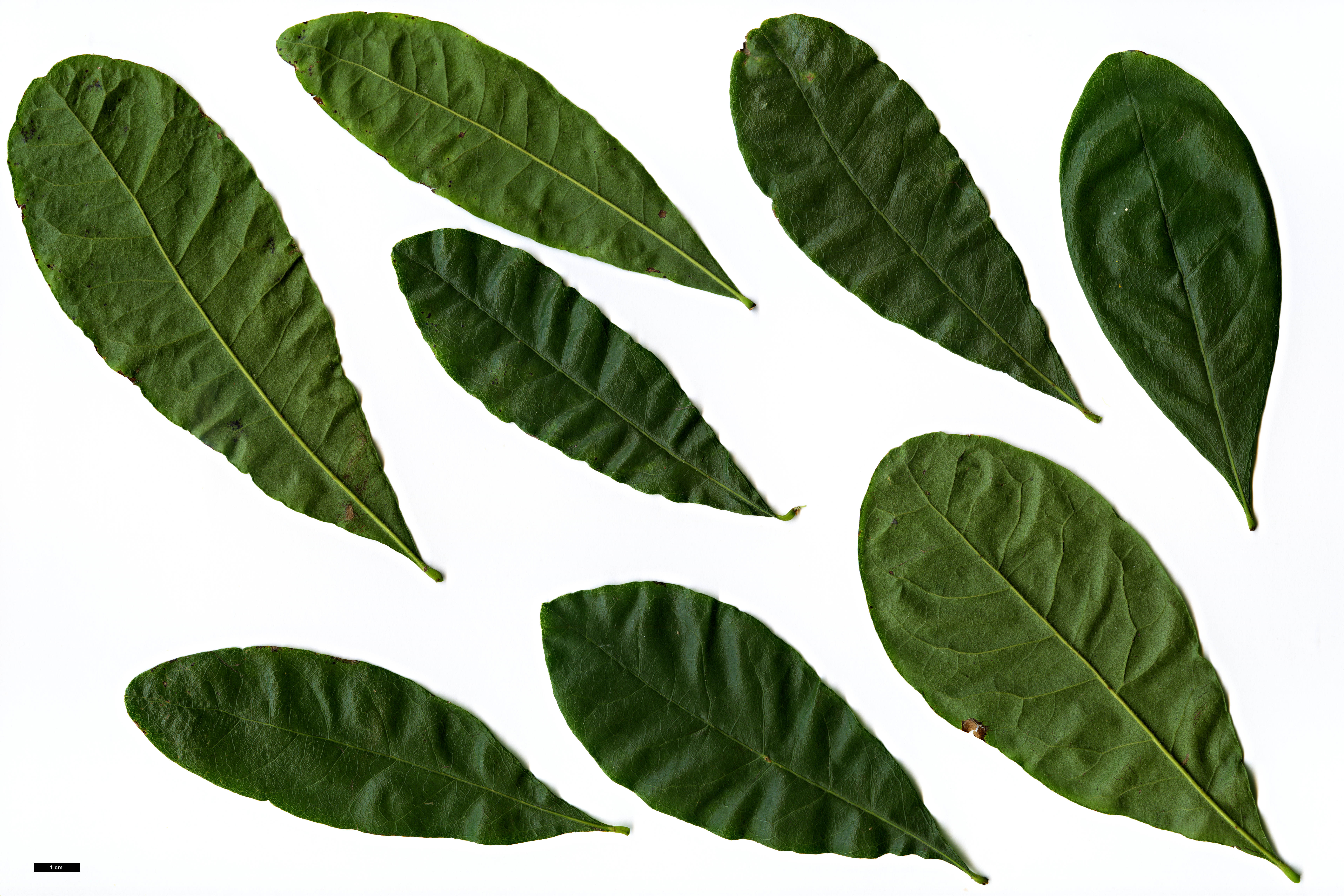 High resolution image: Family: Fagaceae - Genus: Quercus - Taxon: oglethorpensis