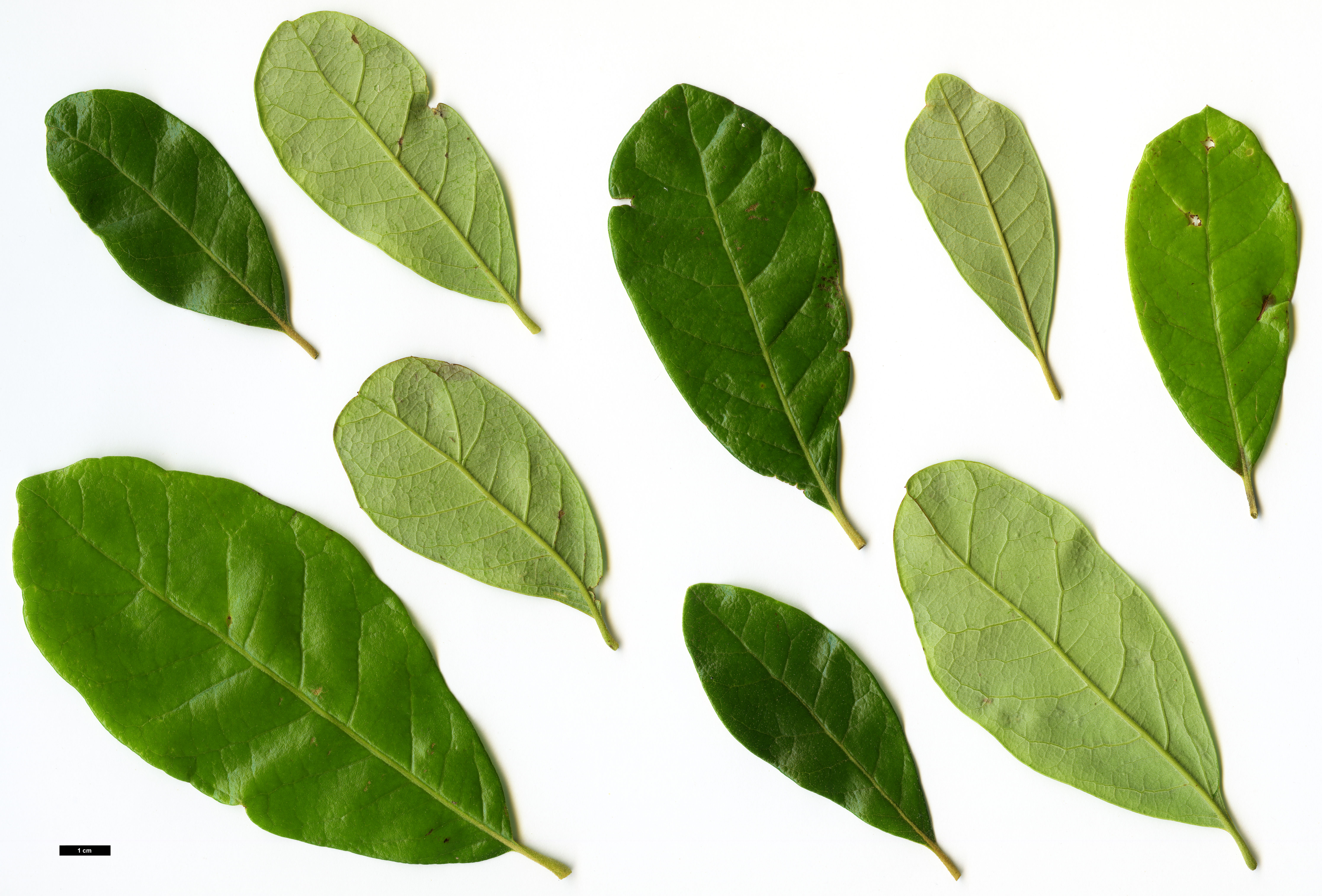 High resolution image: Family: Fagaceae - Genus: Quercus - Taxon: oleoides