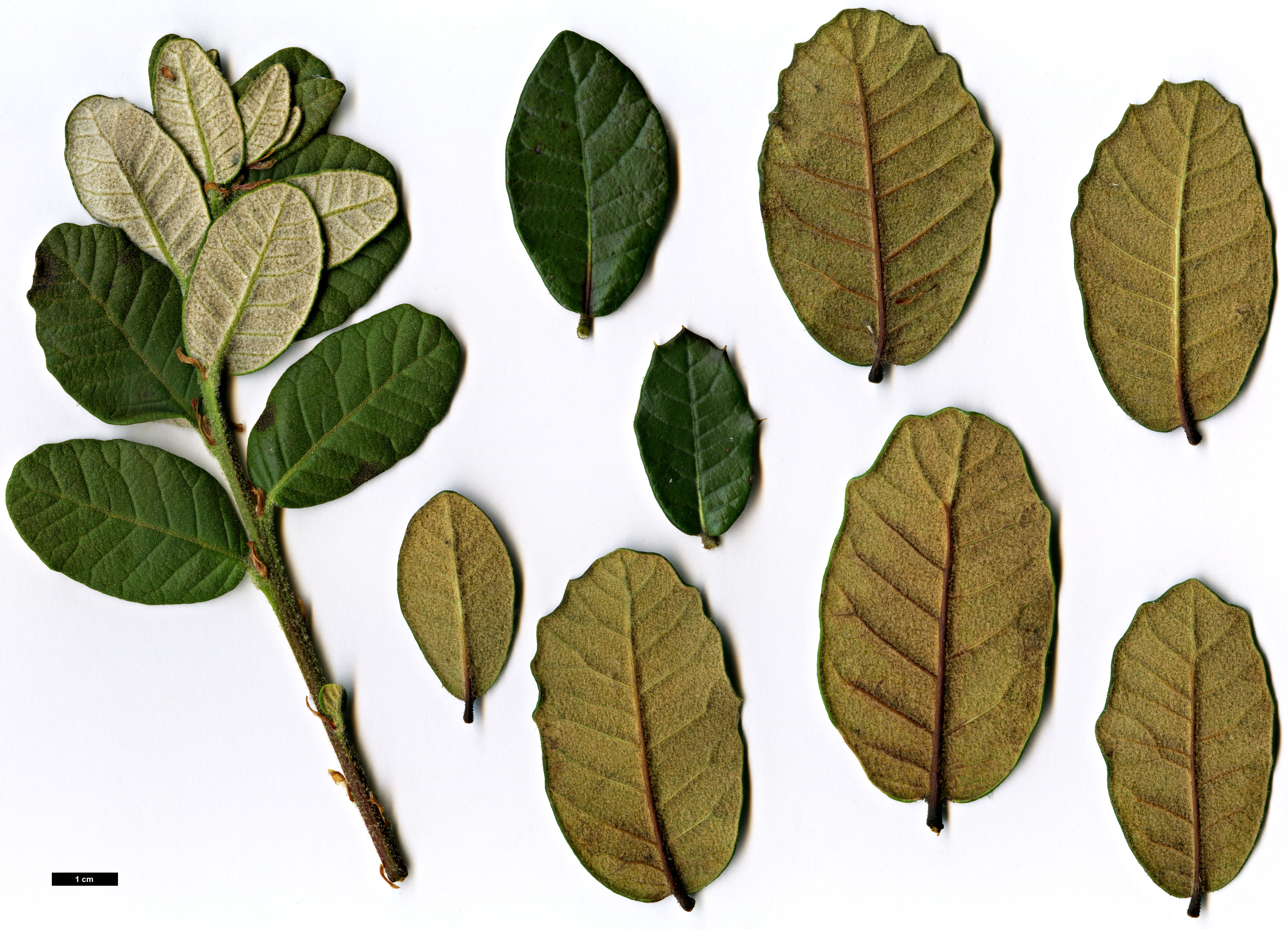High resolution image: Family: Fagaceae - Genus: Quercus - Taxon: pannosa
