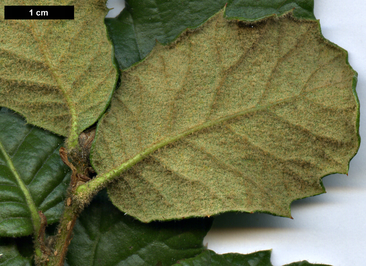 High resolution image: Family: Fagaceae - Genus: Quercus - Taxon: pannosa