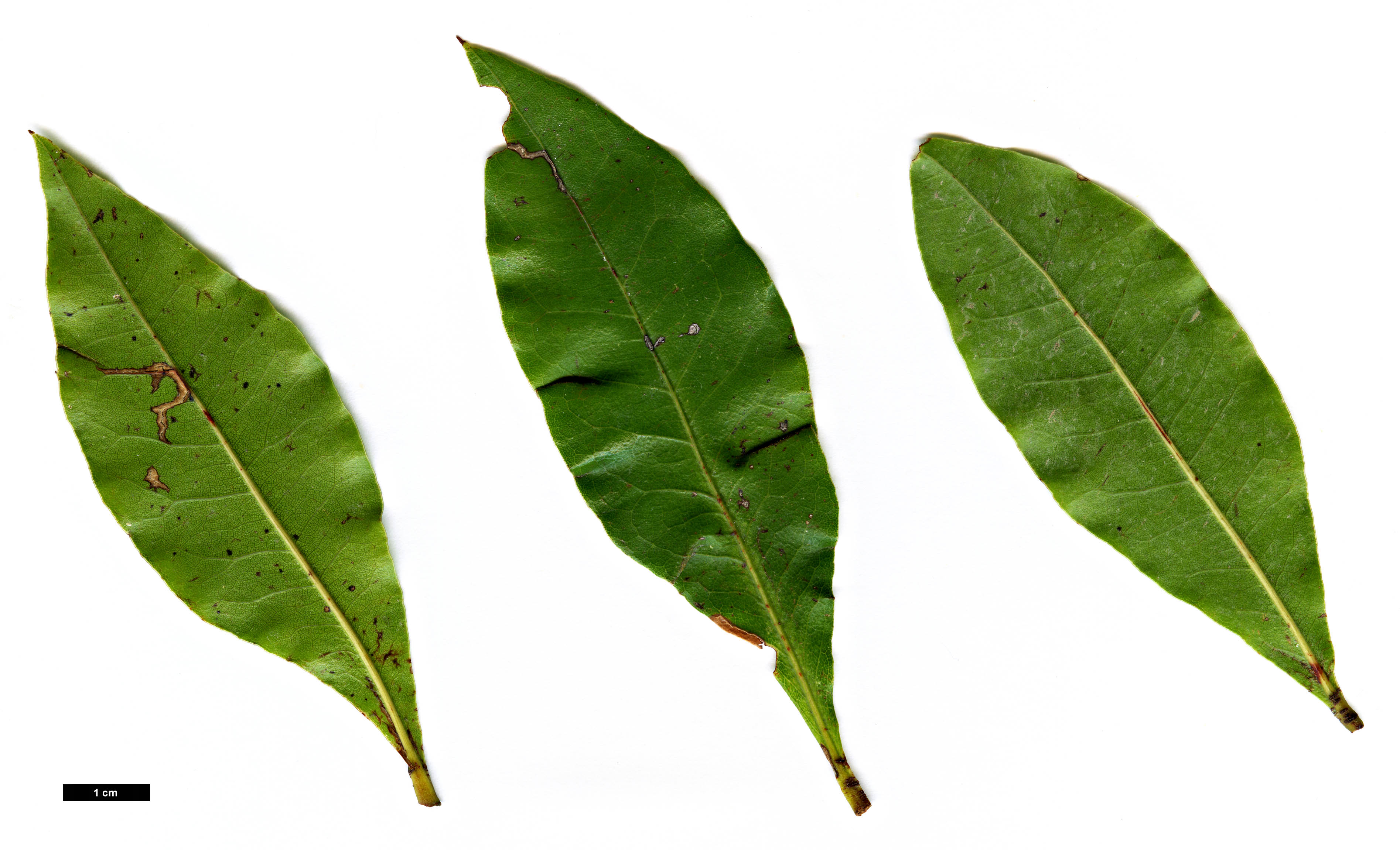 High resolution image: Family: Fagaceae - Genus: Quercus - Taxon: pinnativenulosa