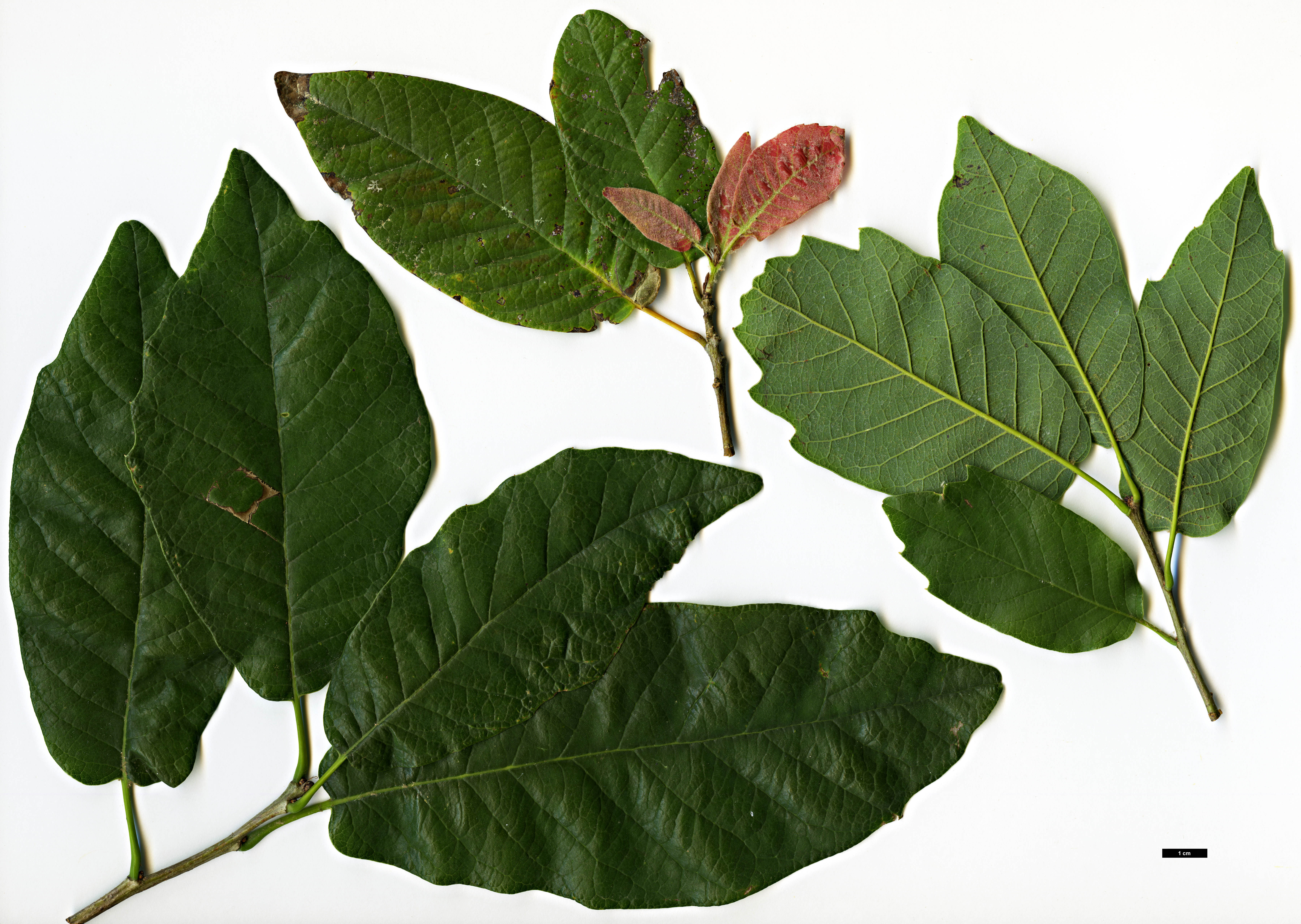 High resolution image: Family: Fagaceae - Genus: Quercus - Taxon: polymorpha