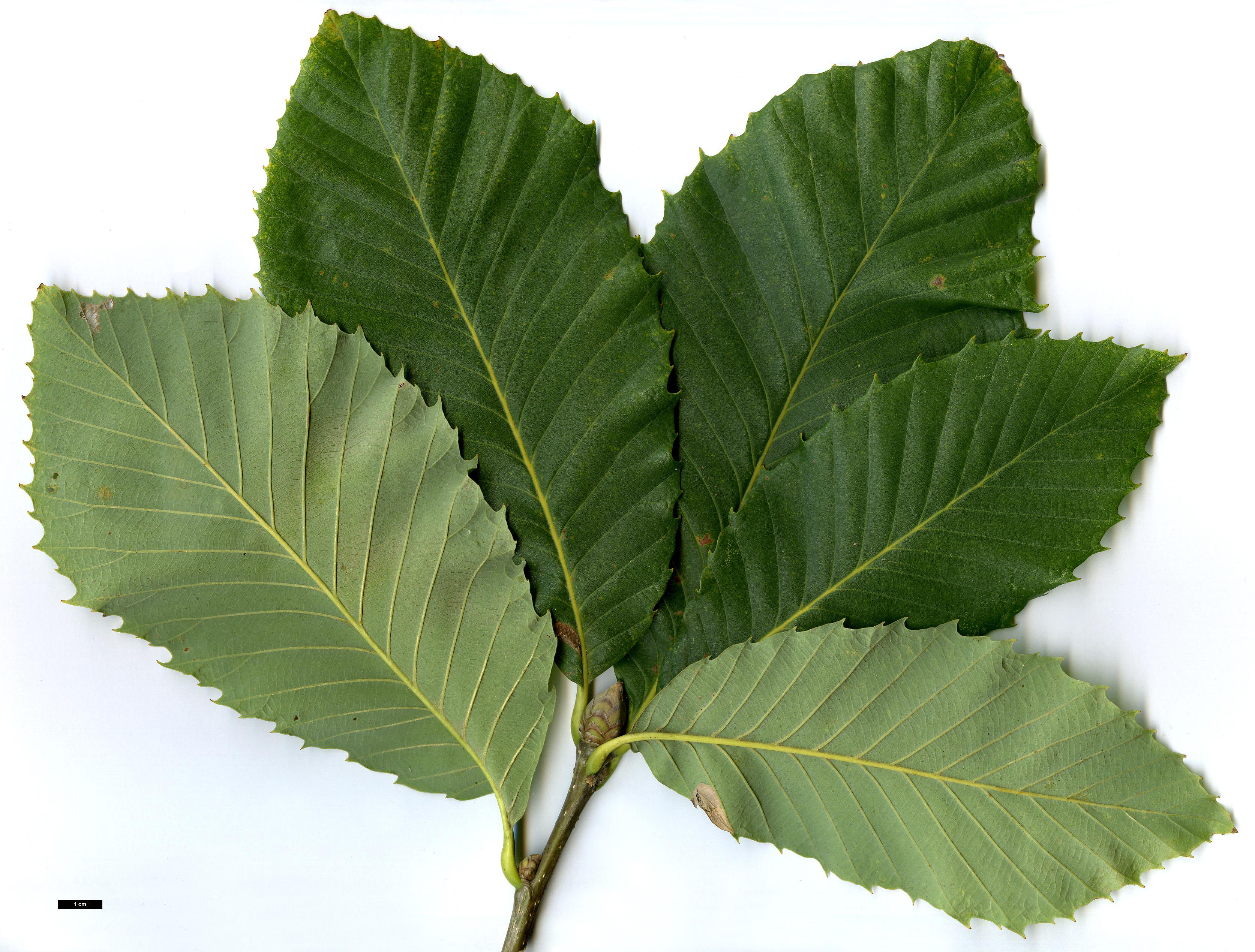 High resolution image: Family: Fagaceae - Genus: Quercus - Taxon: pontica