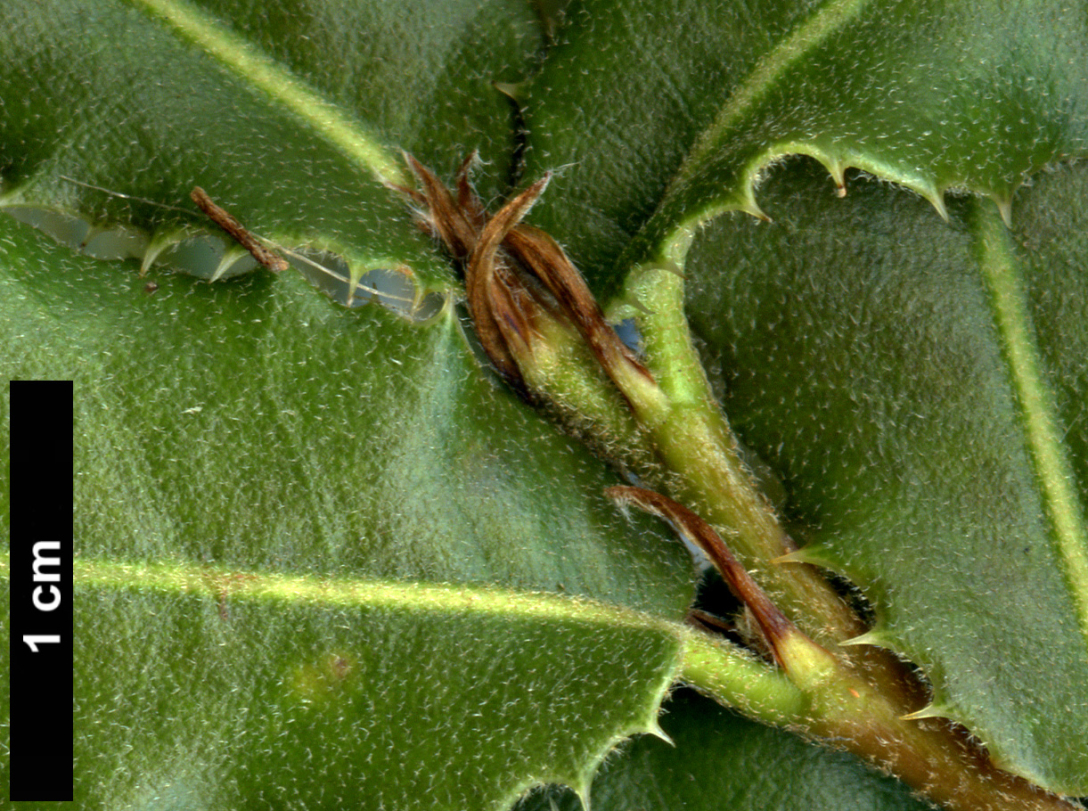 High resolution image: Family: Fagaceae - Genus: Quercus - Taxon: rehderiana