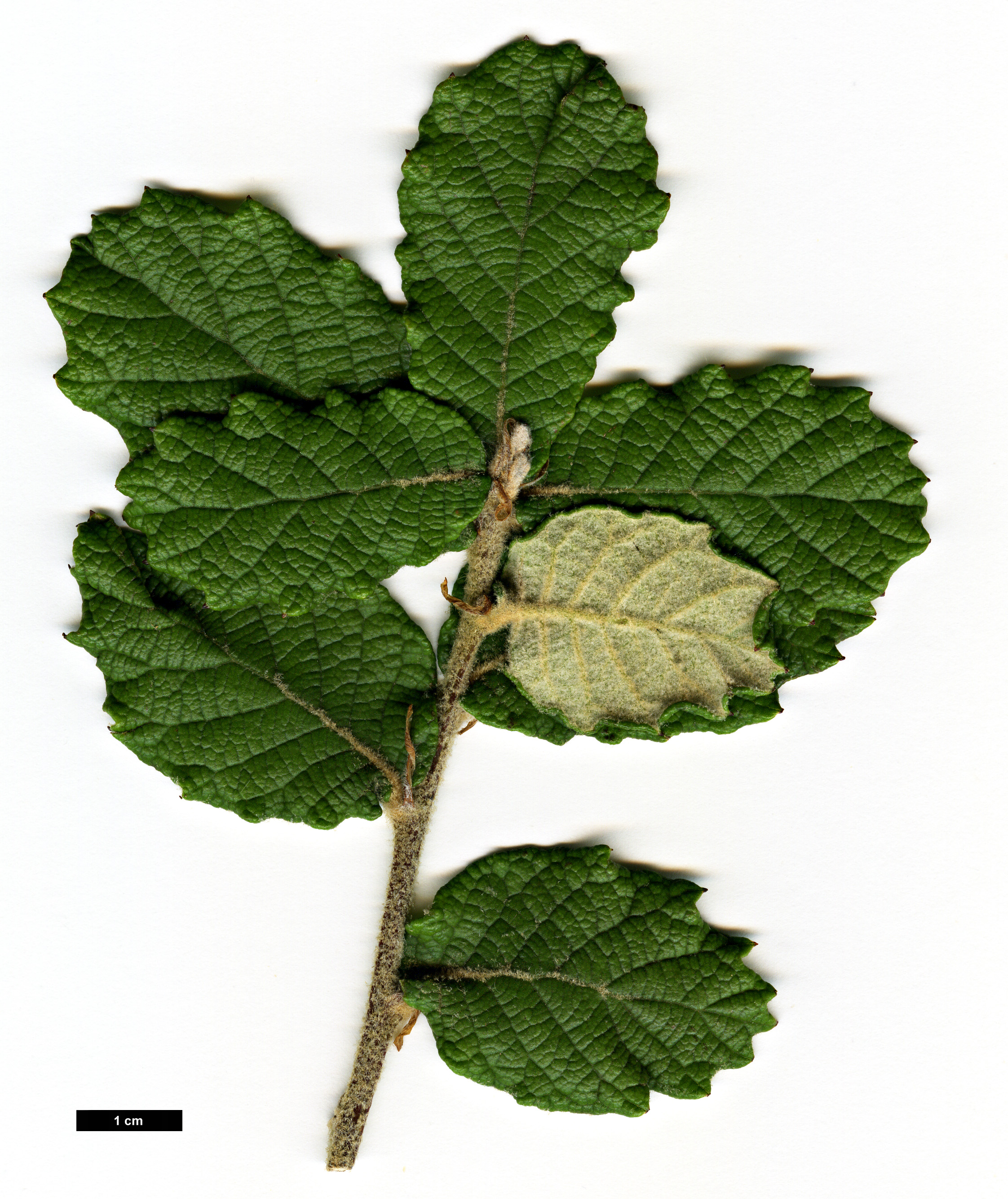 High resolution image: Family: Fagaceae - Genus: Quercus - Taxon: repanda