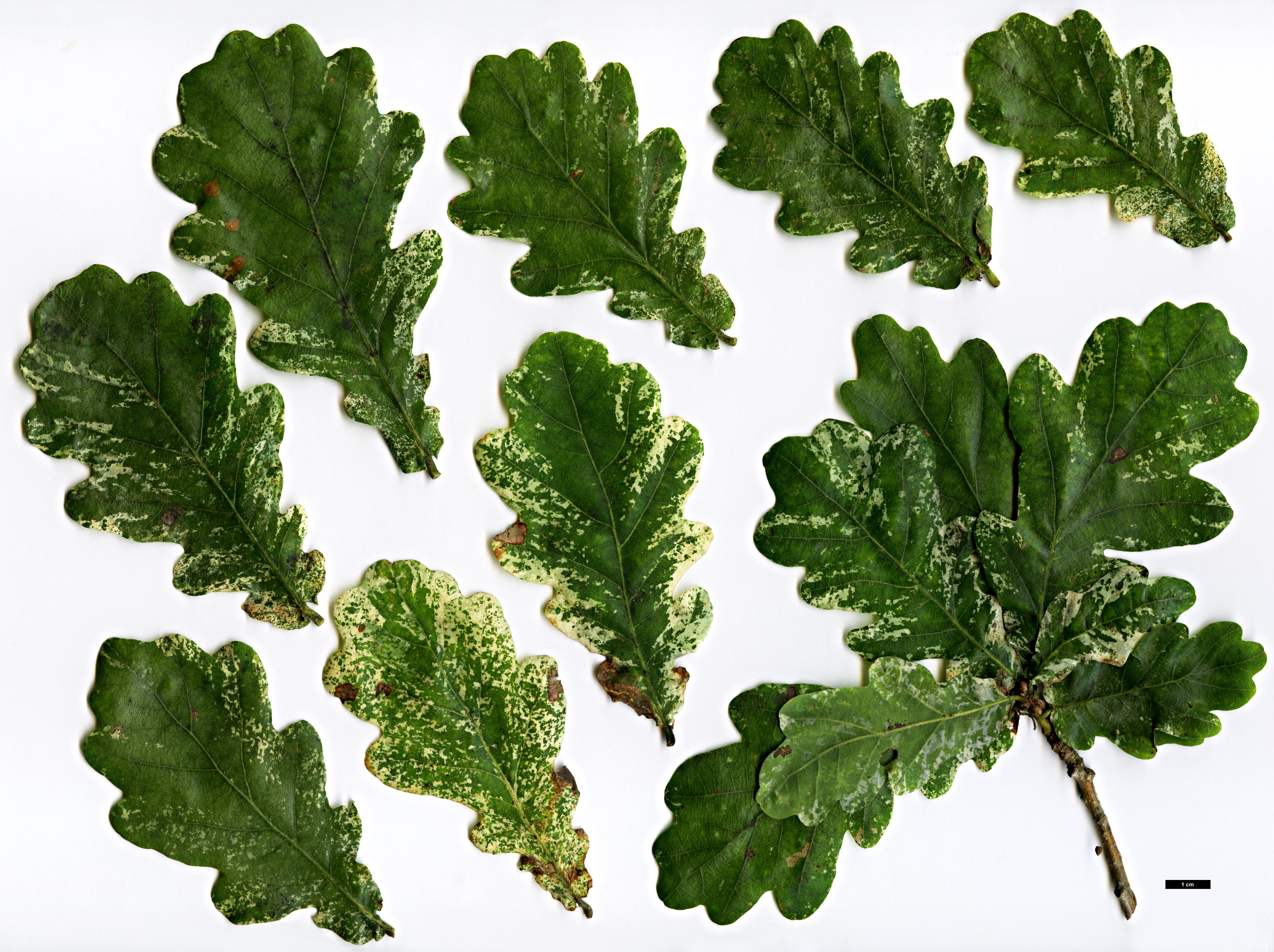 High resolution image: Family: Fagaceae - Genus: Quercus - Taxon: robur - SpeciesSub: 'Latimaculata'