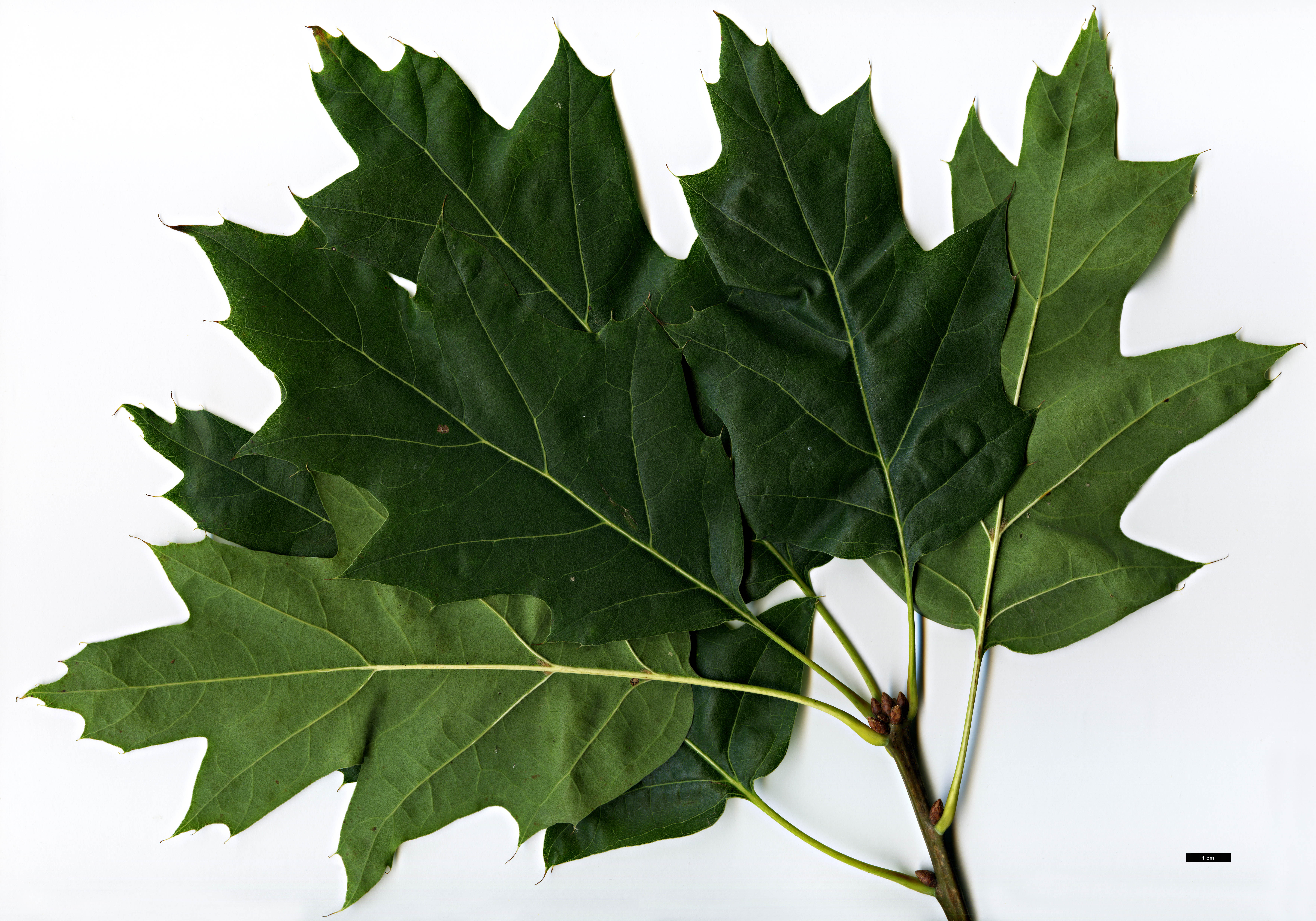 High resolution image: Family: Fagaceae - Genus: Quercus - Taxon: rubra - SpeciesSub: 'Schrefeldii'