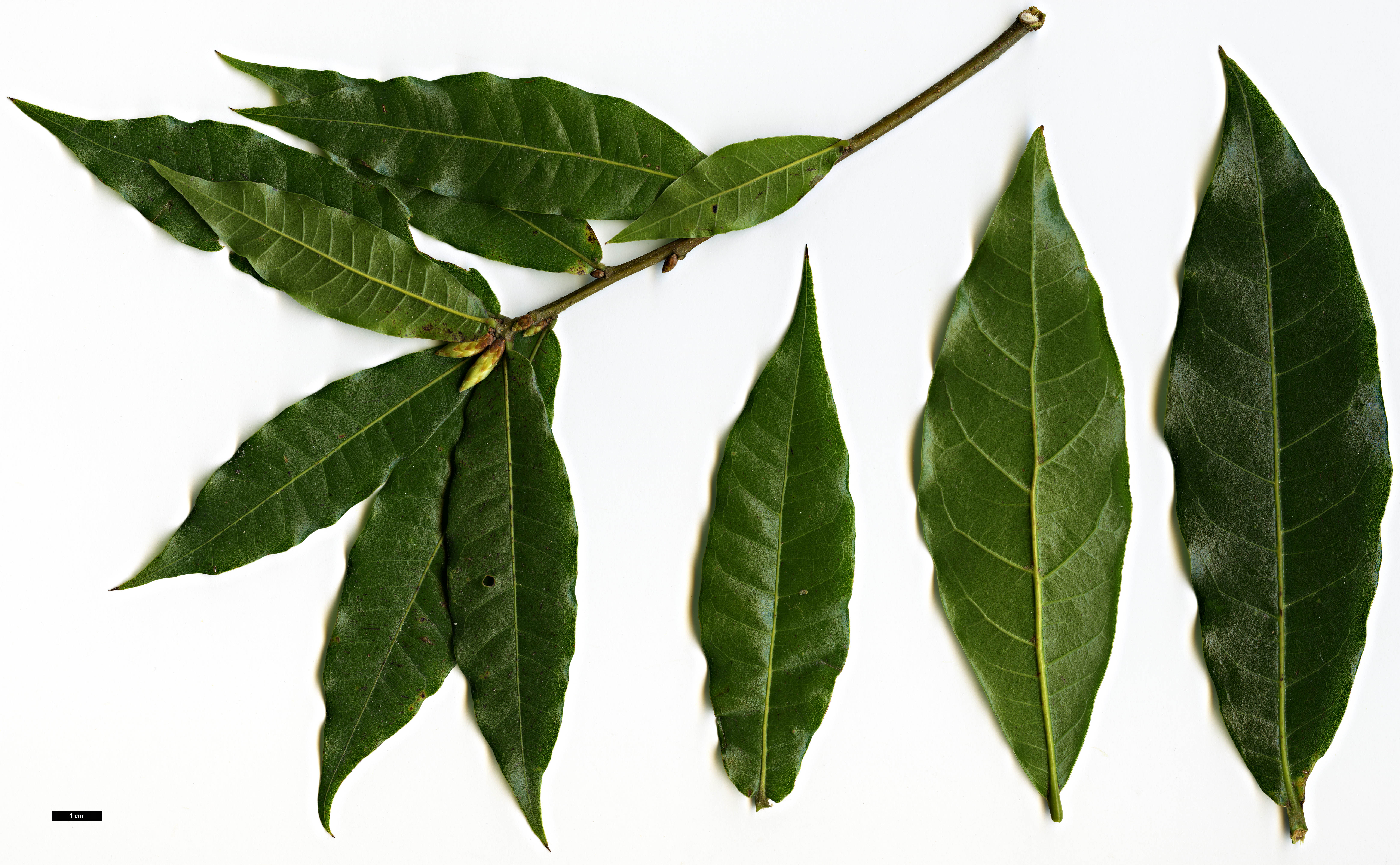 High resolution image: Family: Fagaceae - Genus: Quercus - Taxon: salicifolia