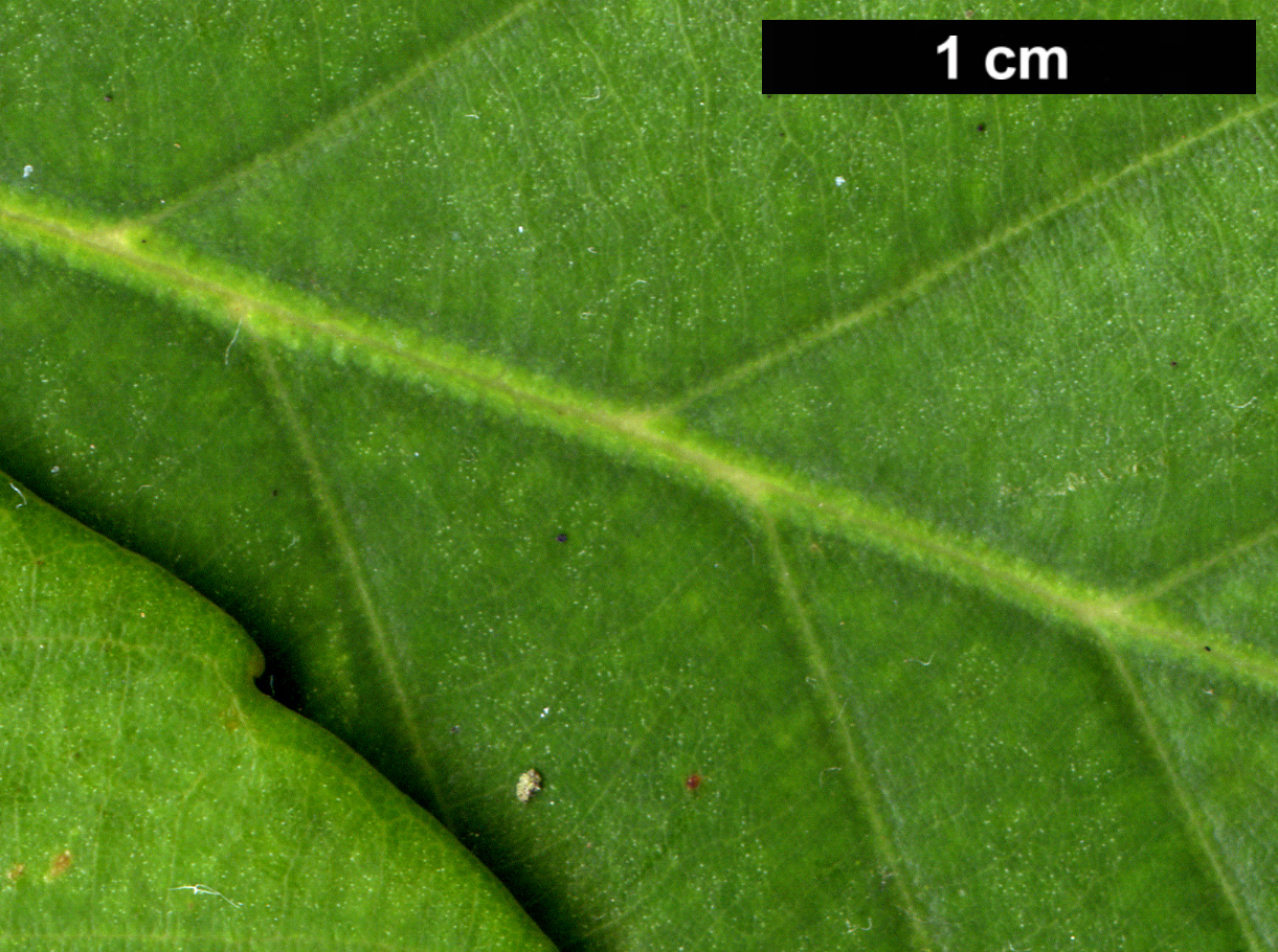 High resolution image: Family: Fagaceae - Genus: Quercus - Taxon: schottkyana