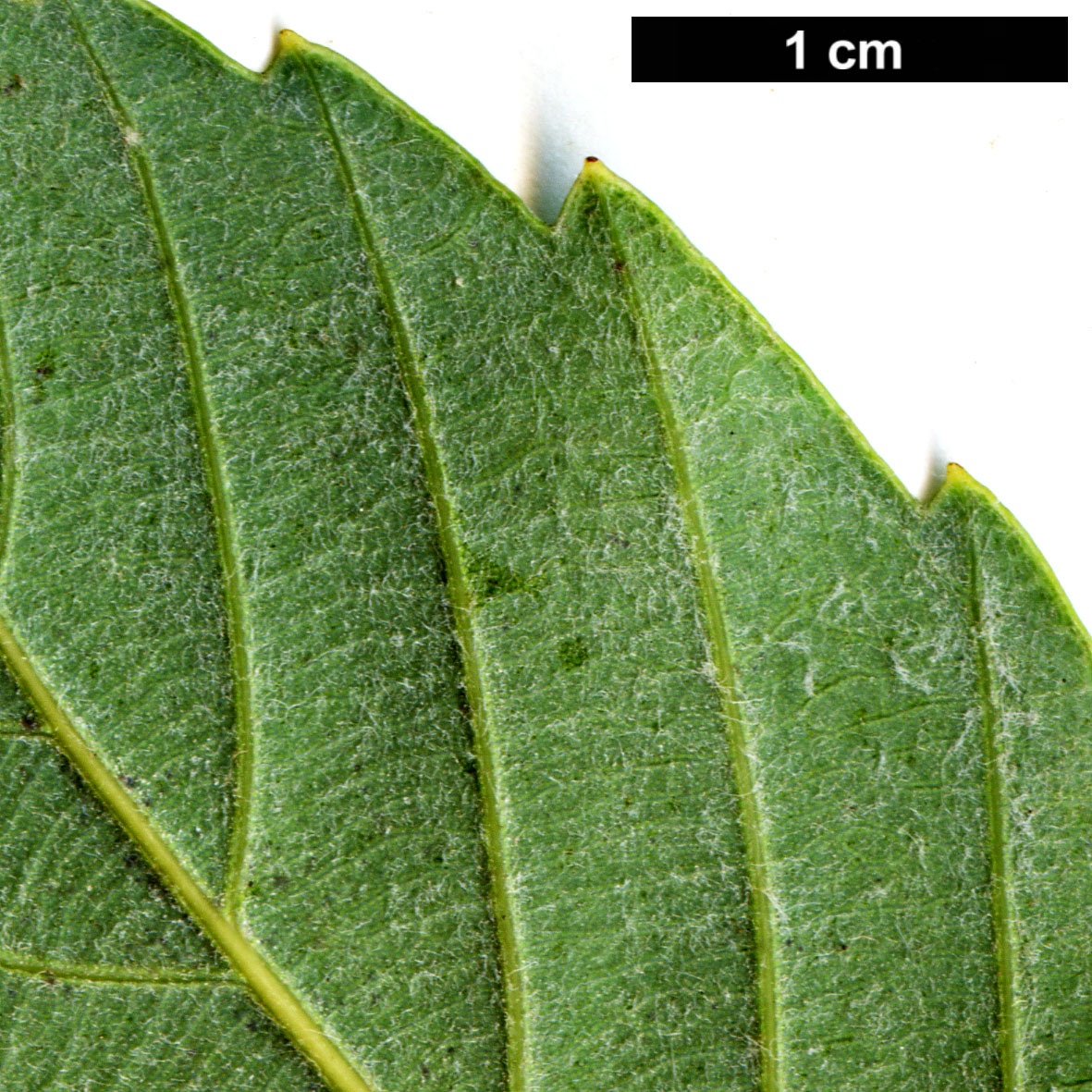 High resolution image: Family: Fagaceae - Genus: Quercus - Taxon: schottkyana
