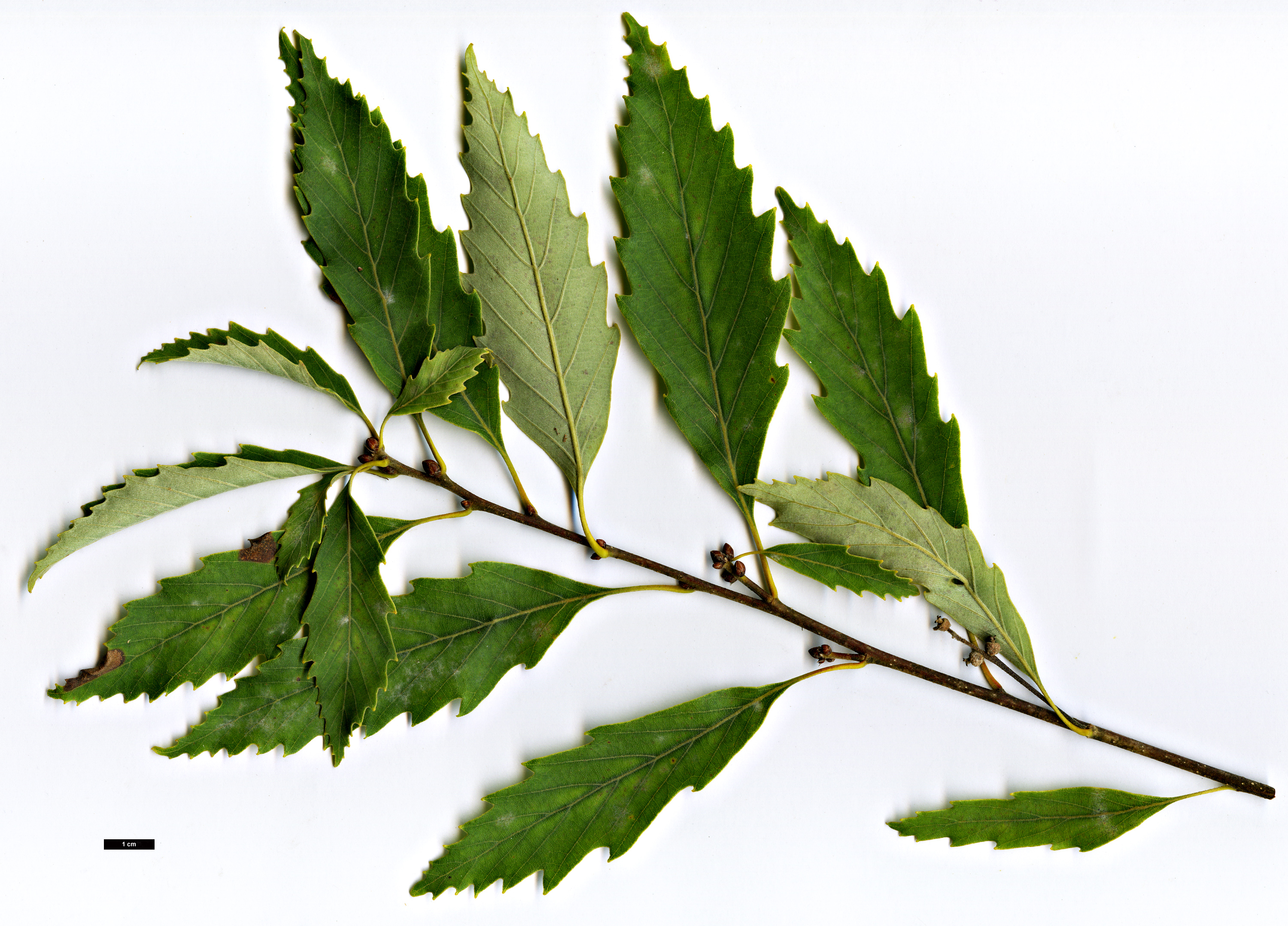 High resolution image: Family: Fagaceae - Genus: Quercus - Taxon: serrata