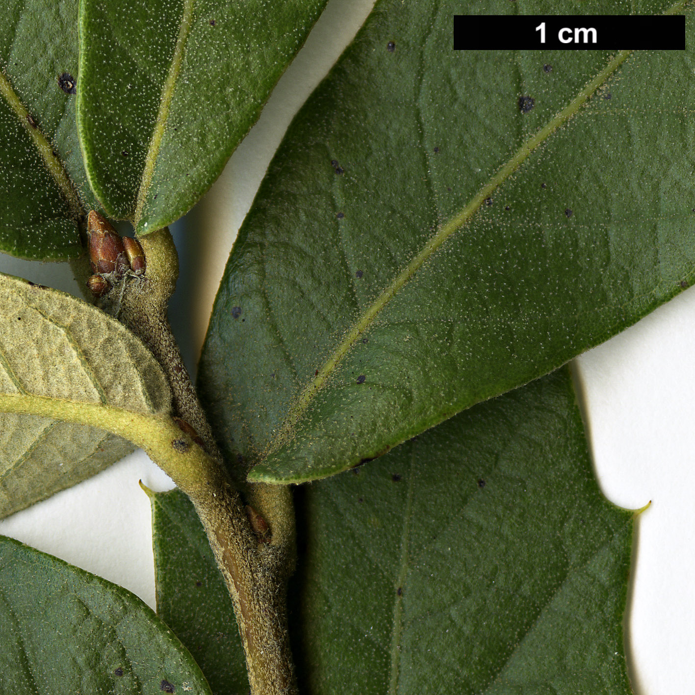 High resolution image: Family: Fagaceae - Genus: Quercus - Taxon: sideroxyla