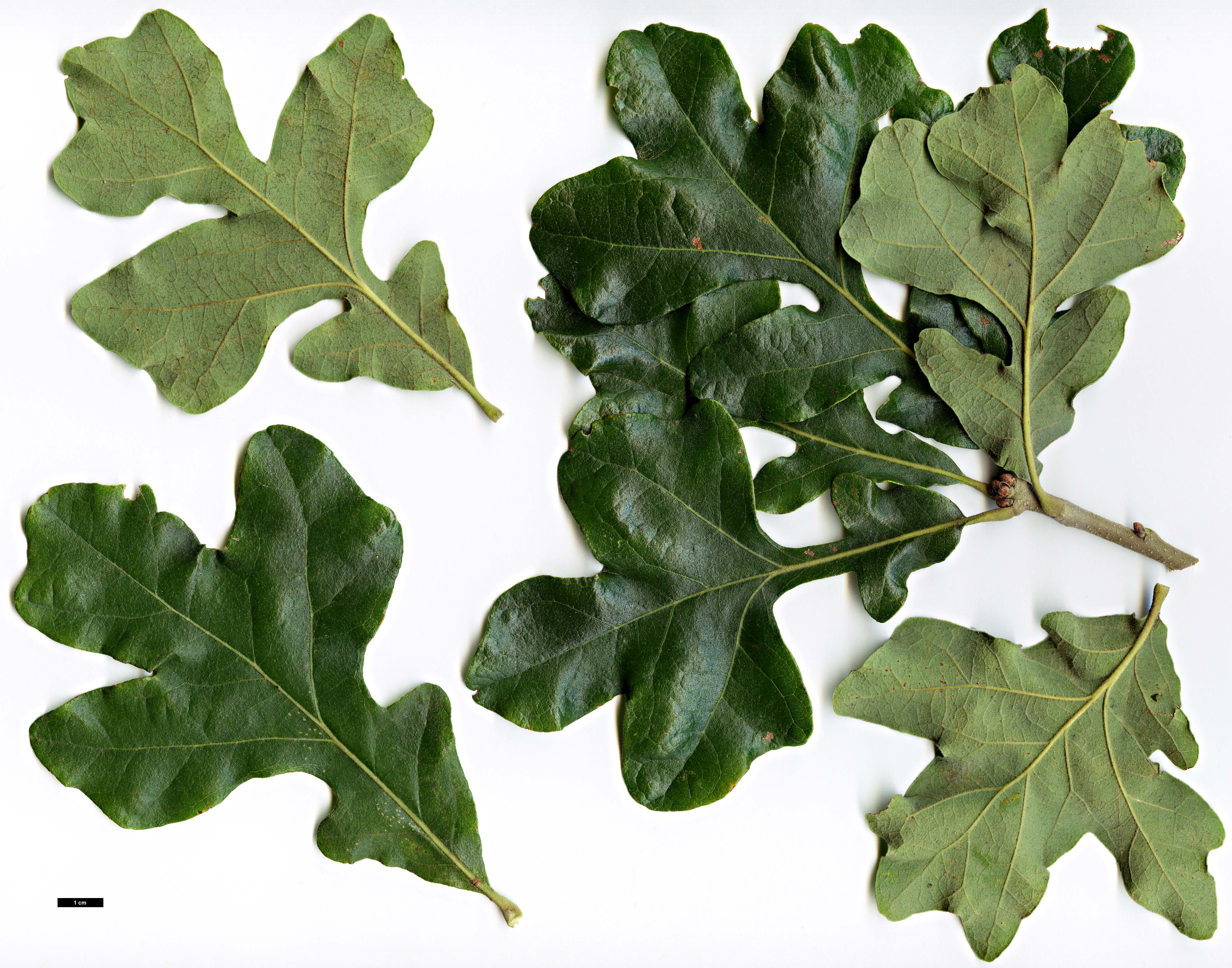 High resolution image: Family: Fagaceae - Genus: Quercus - Taxon: stellata