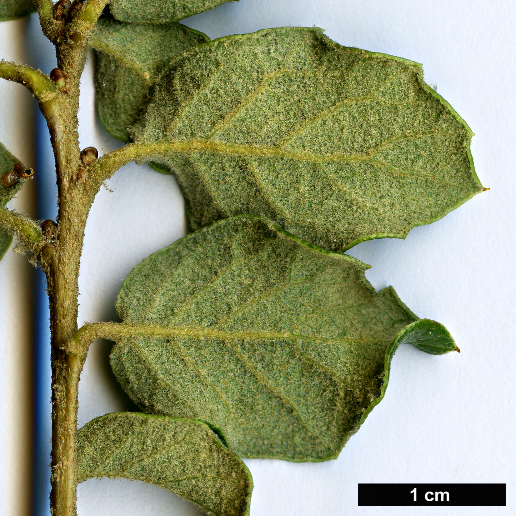 High resolution image: Family: Fagaceae - Genus: Quercus - Taxon: striatula