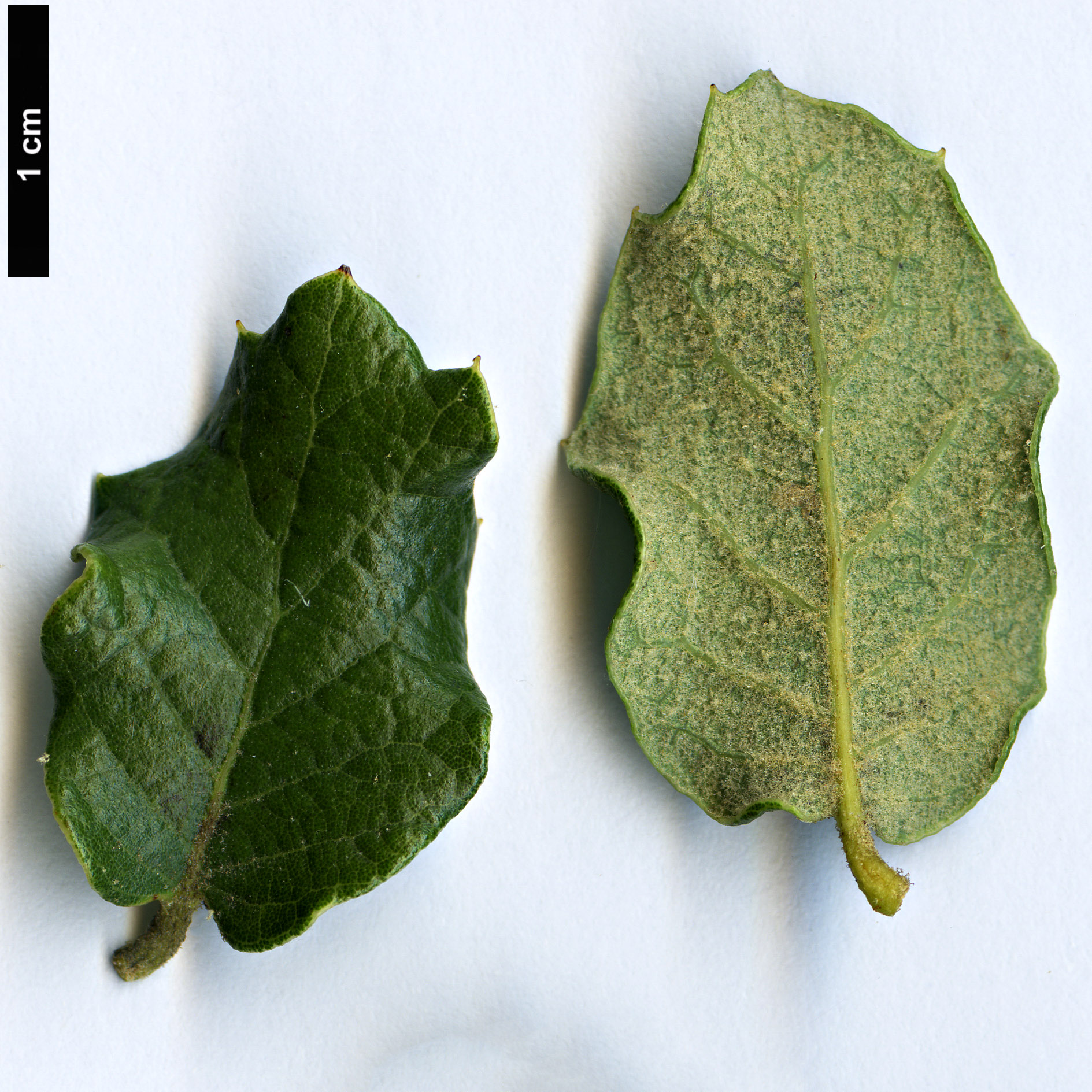 High resolution image: Family: Fagaceae - Genus: Quercus - Taxon: striatula