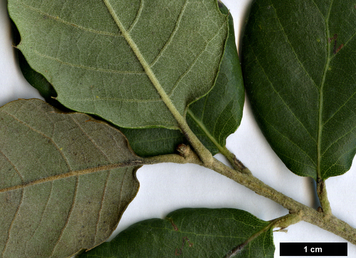 High resolution image: Family: Fagaceae - Genus: Quercus - Taxon: suber