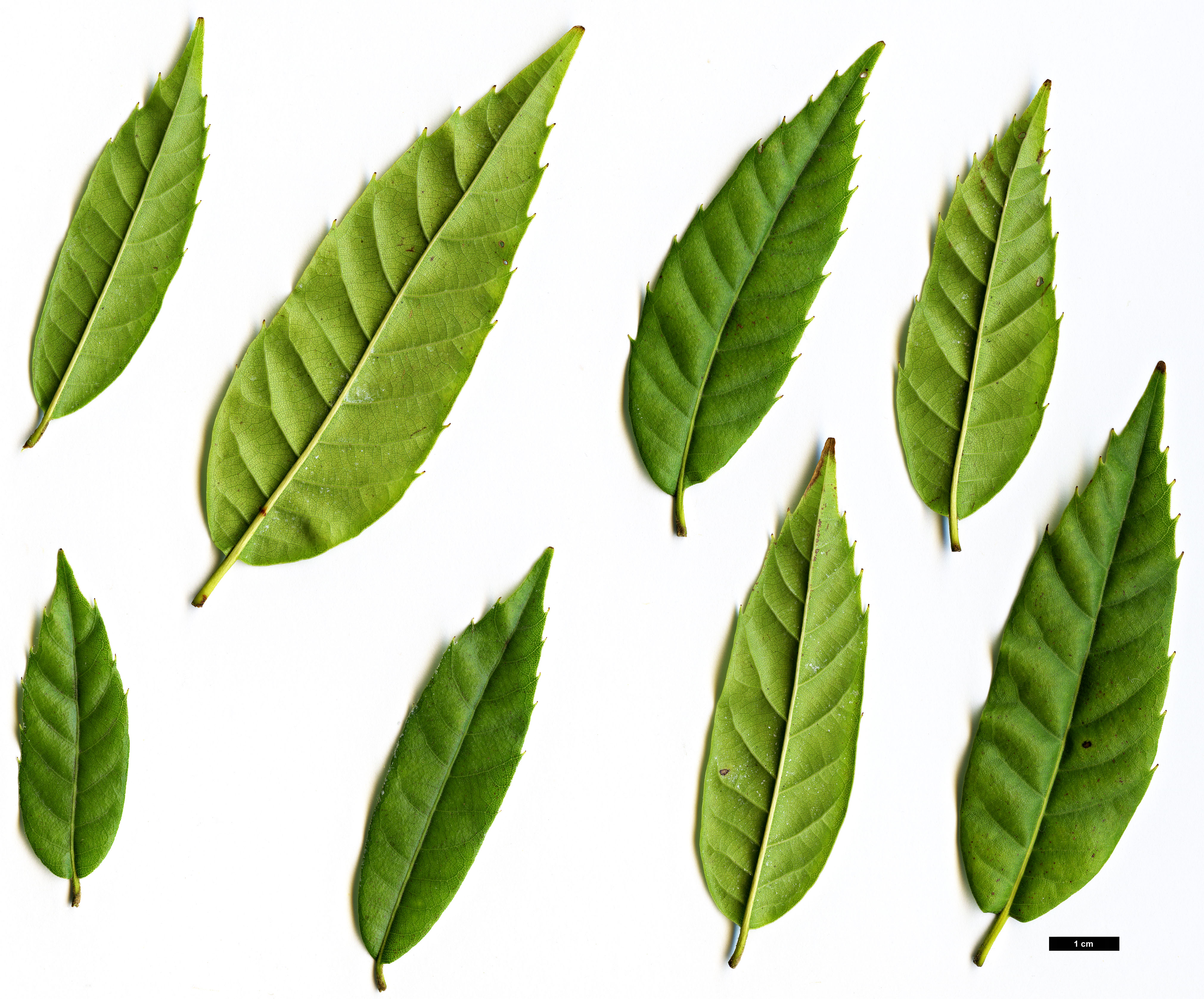 High resolution image: Family: Fagaceae - Genus: Quercus - Taxon: tatakaensis