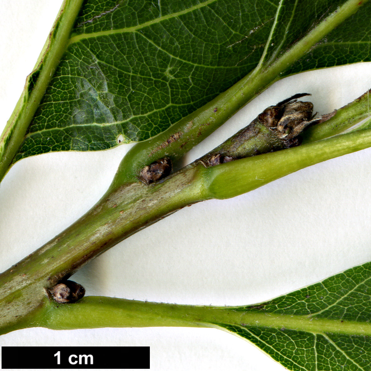 High resolution image: Family: Fagaceae - Genus: Quercus - Taxon: texana