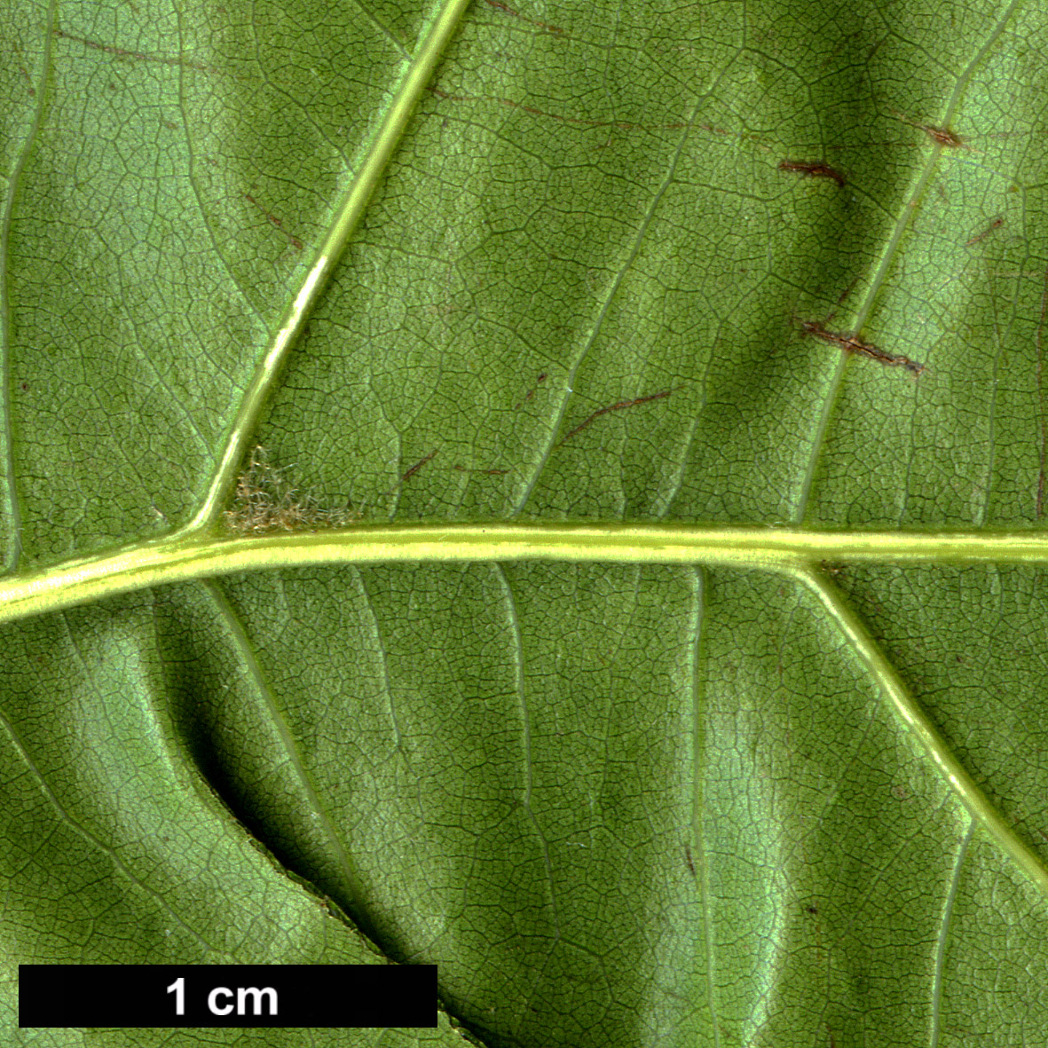 High resolution image: Family: Fagaceae - Genus: Quercus - Taxon: texana