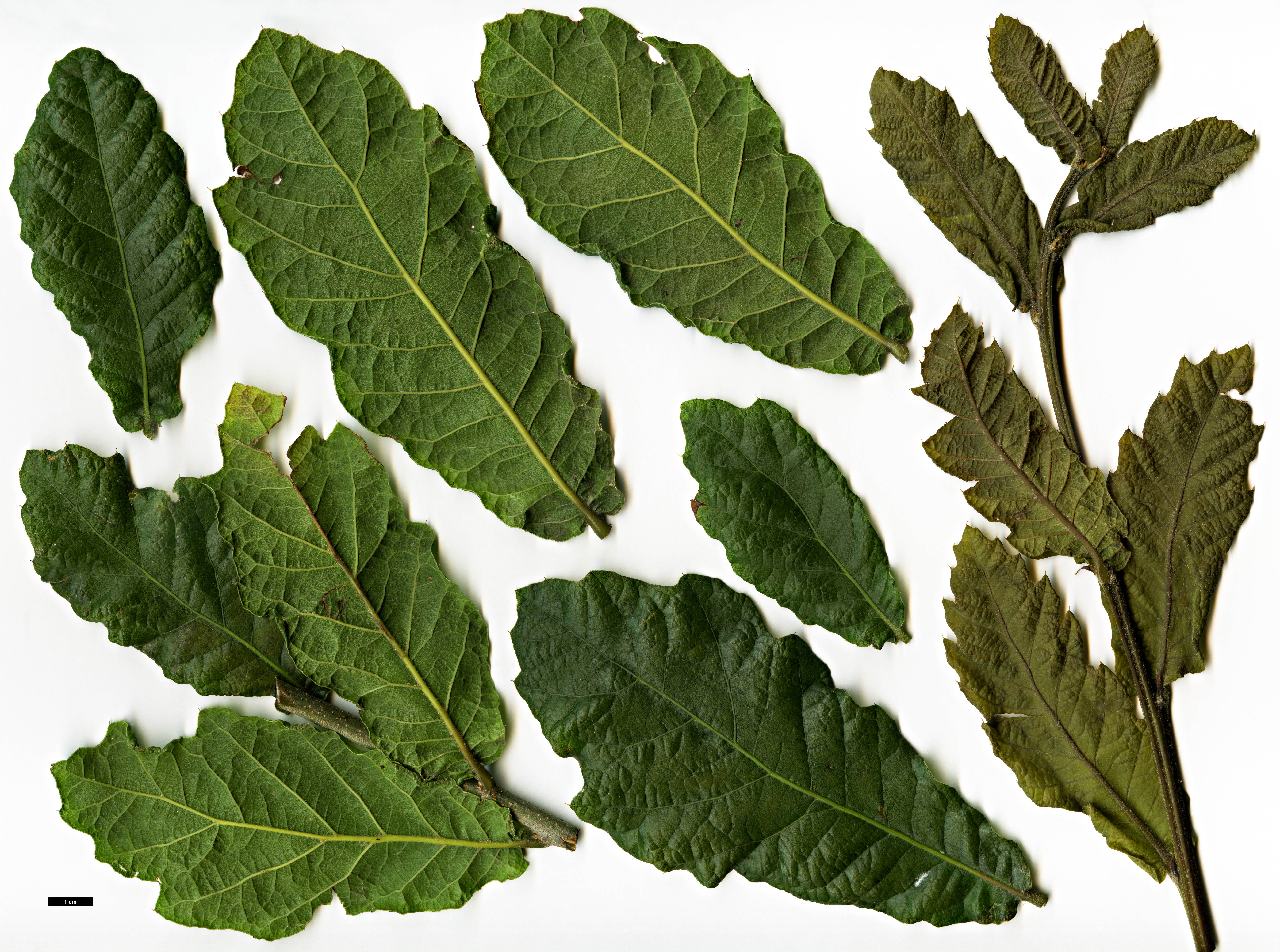 High resolution image: Family: Fagaceae - Genus: Quercus - Taxon: tristis