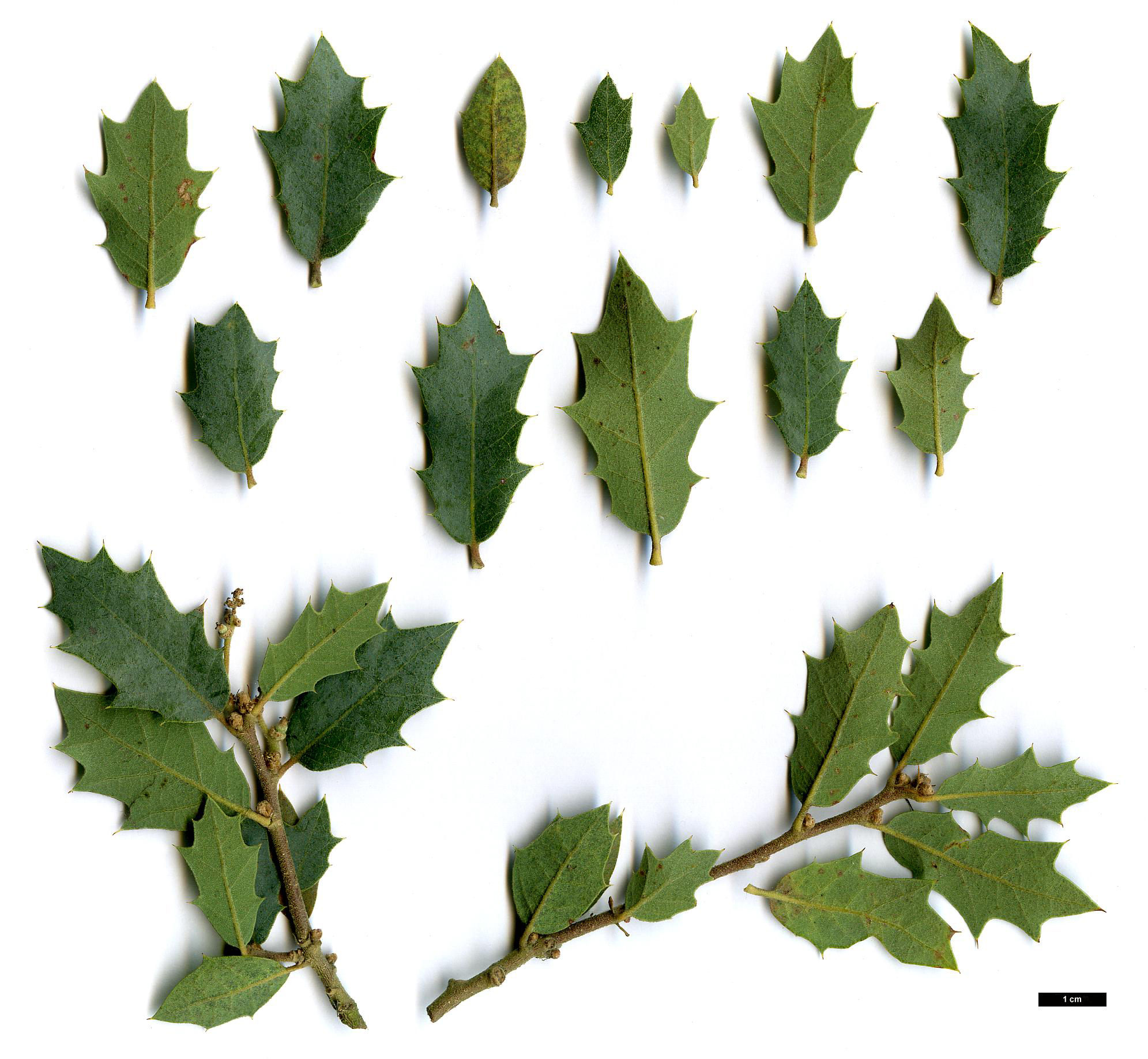 High resolution image: Family: Fagaceae - Genus: Quercus - Taxon: turbinella