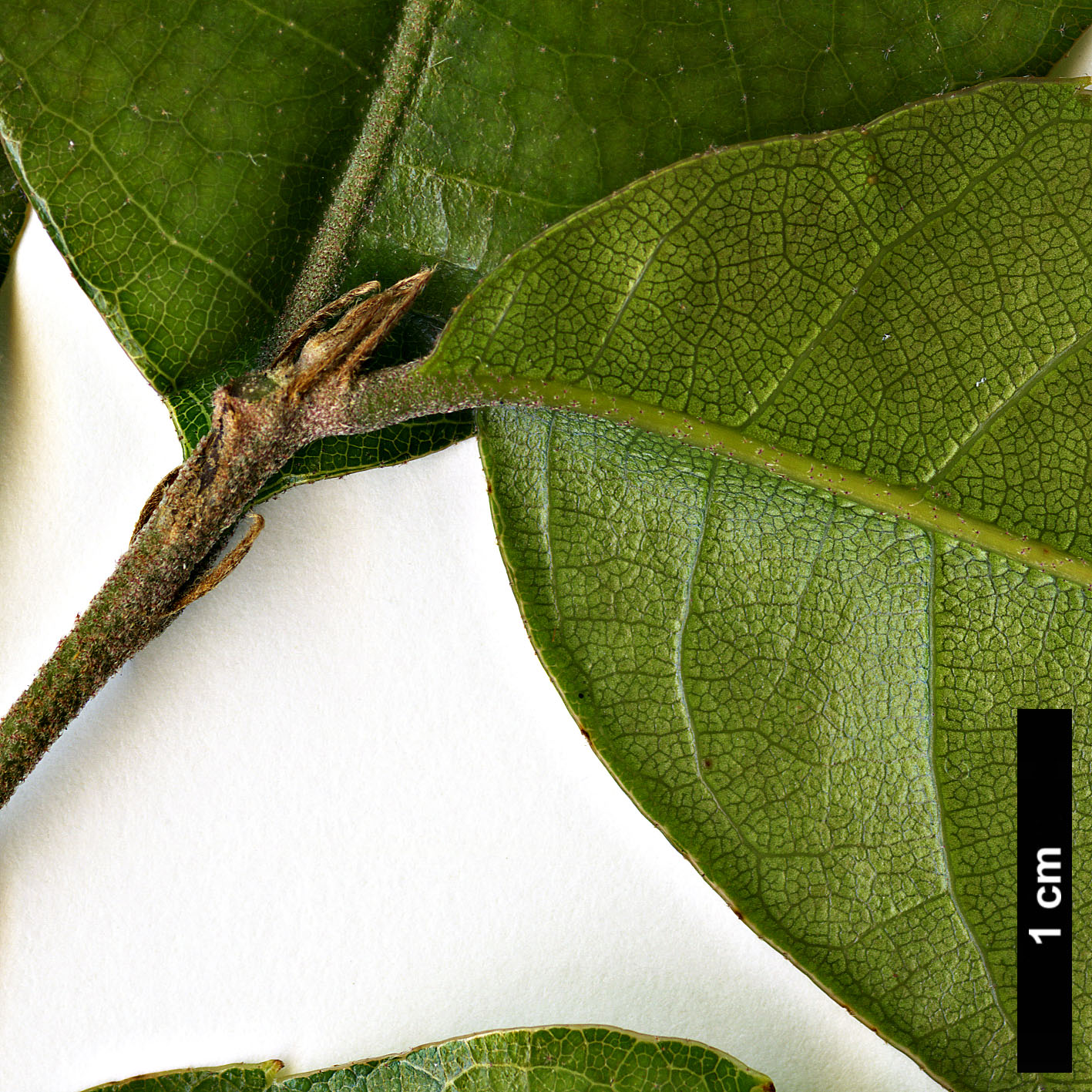 High resolution image: Family: Fagaceae - Genus: Quercus - Taxon: utilis