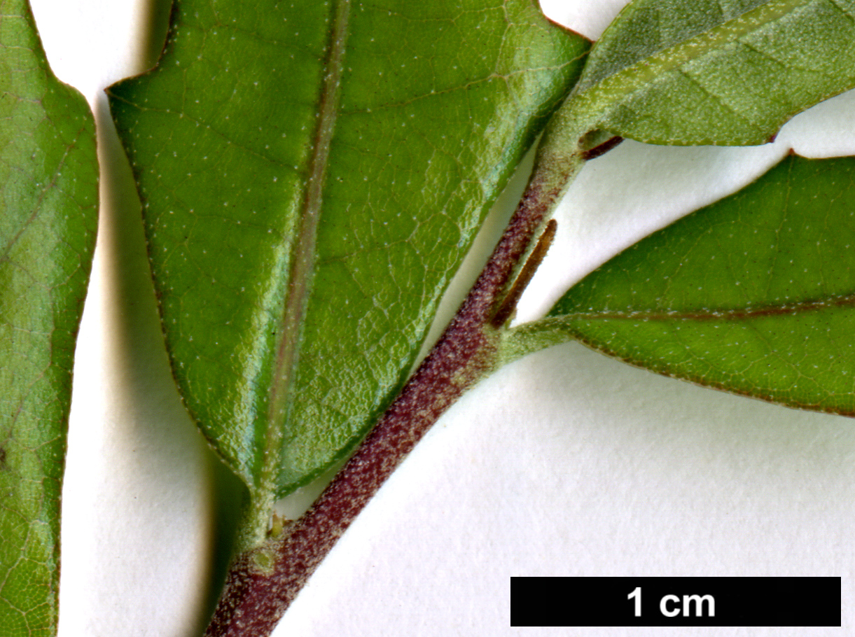 High resolution image: Family: Fagaceae - Genus: Quercus - Taxon: virginiana