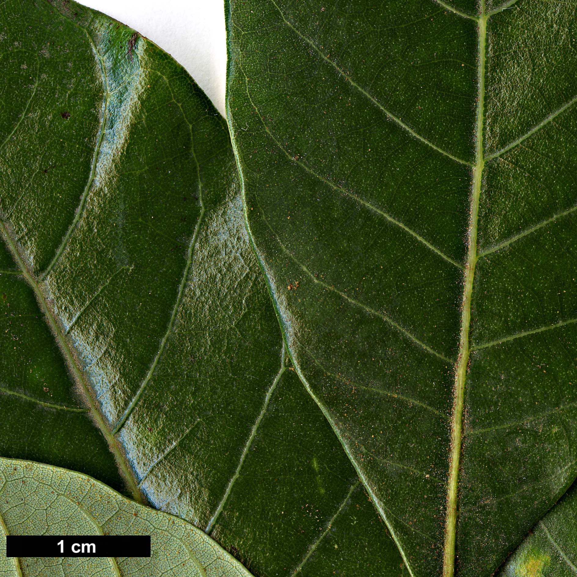 High resolution image: Family: Fagaceae - Genus: Trigonobalanus - Taxon: doichangensis