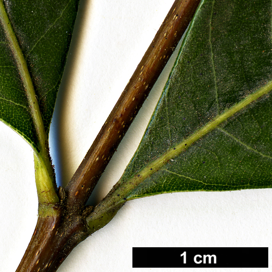 High resolution image: Family: Fagaceae - Genus: Trigonobalanus - Taxon: doichangensis