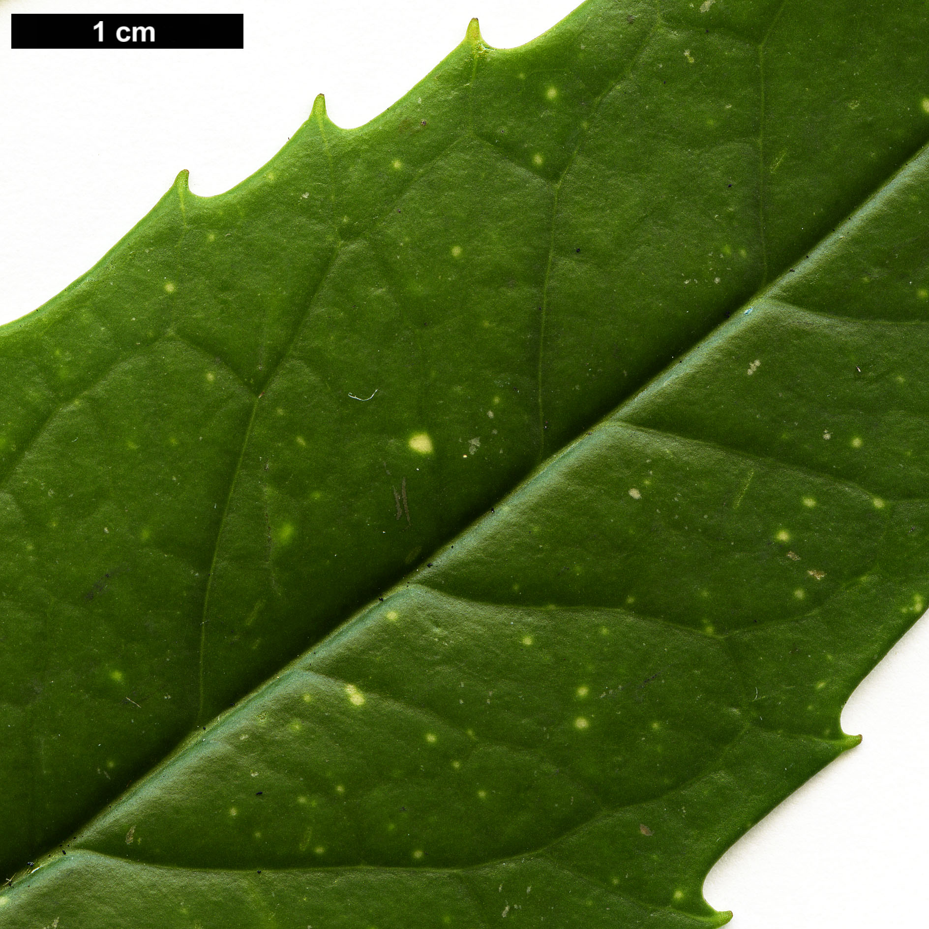 High resolution image: Family: Garryaceae - Genus: Aucuba - Taxon: himalaica