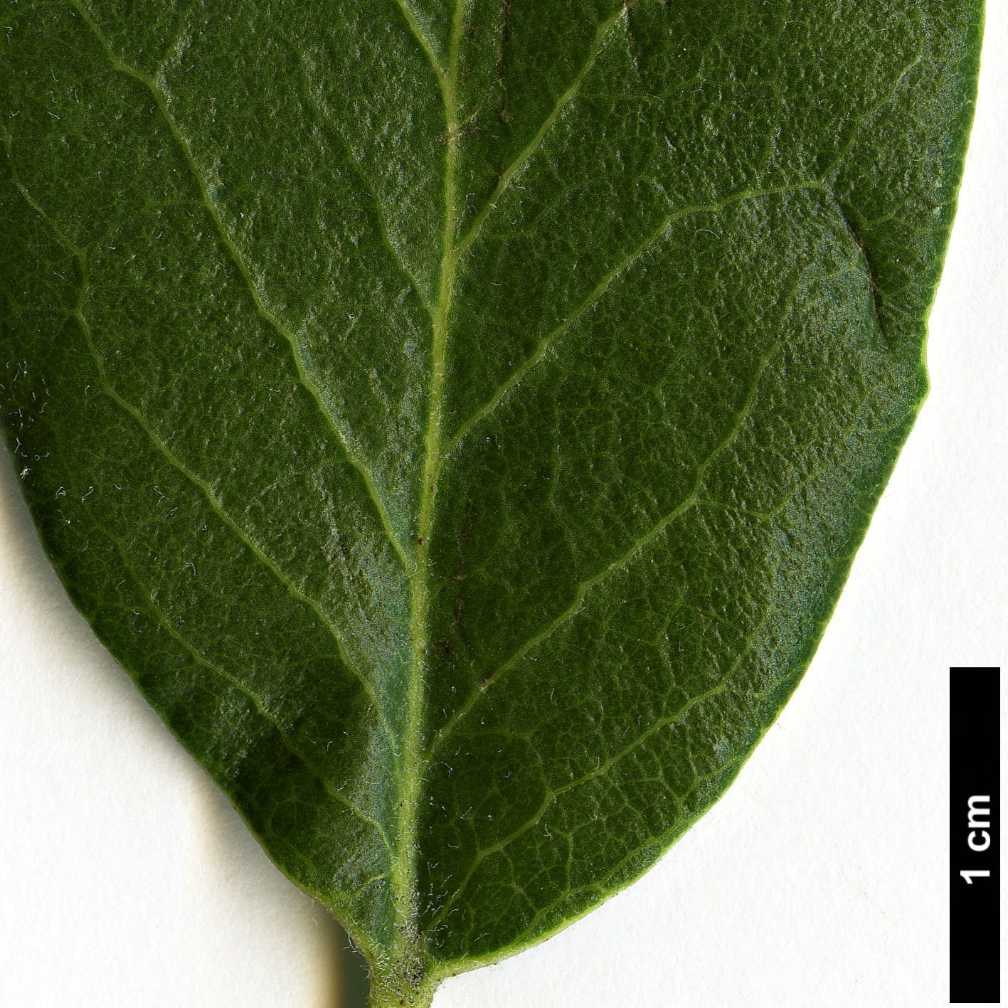 High resolution image: Family: Garryaceae - Genus: Garrya - Taxon: veatchii