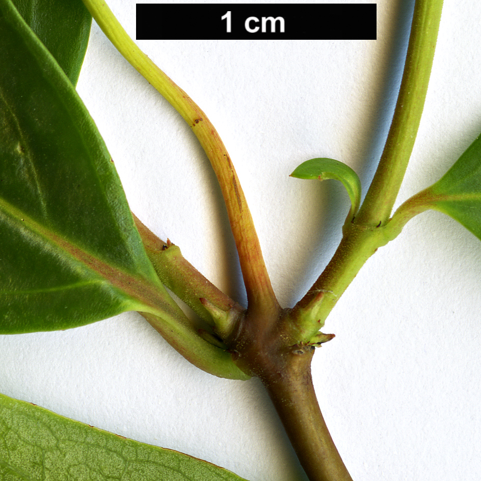 High resolution image: Family: Gelsemiaceae - Genus: Gelsemium - Taxon: sempervirens