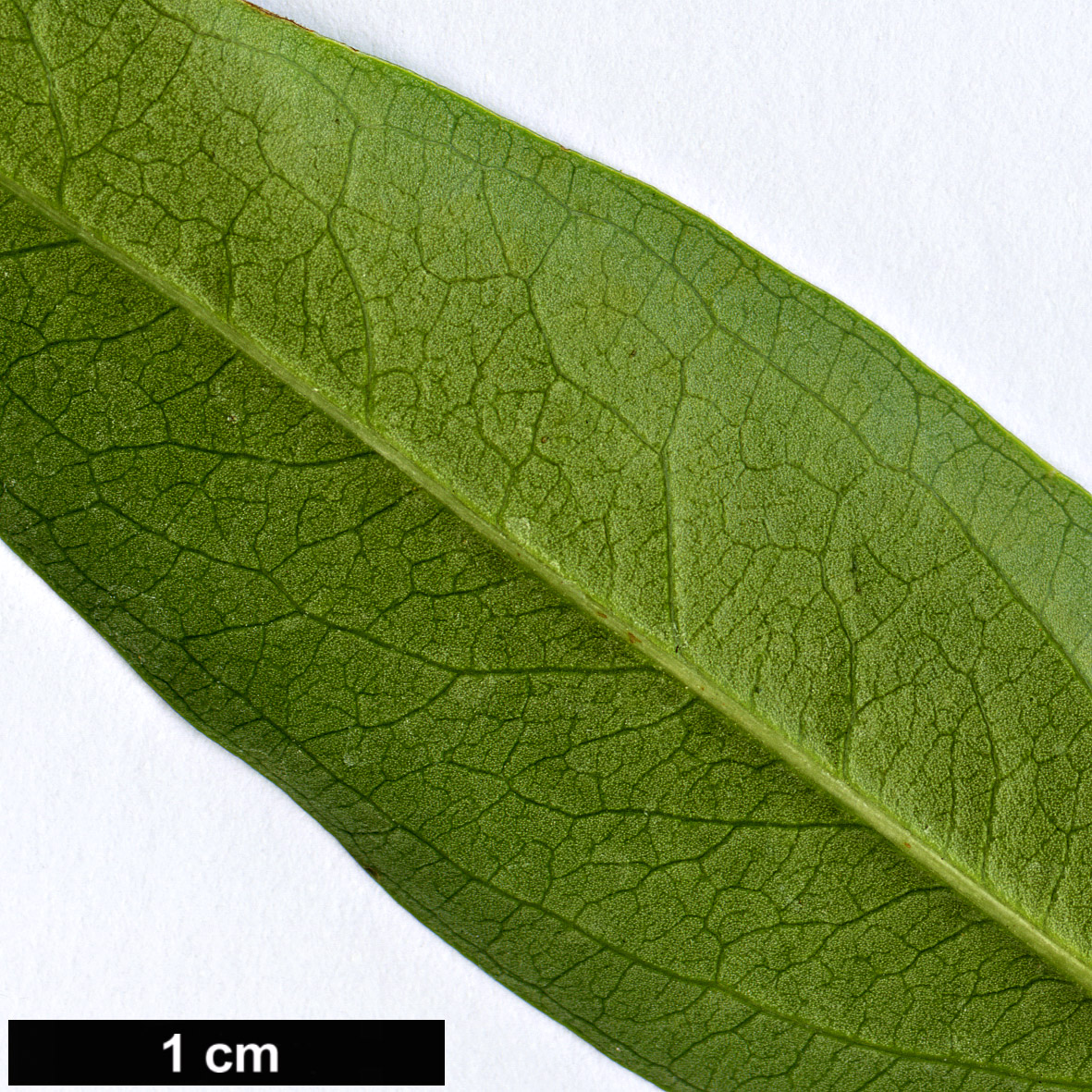 High resolution image: Family: Gelsemiaceae - Genus: Gelsemium - Taxon: sempervirens