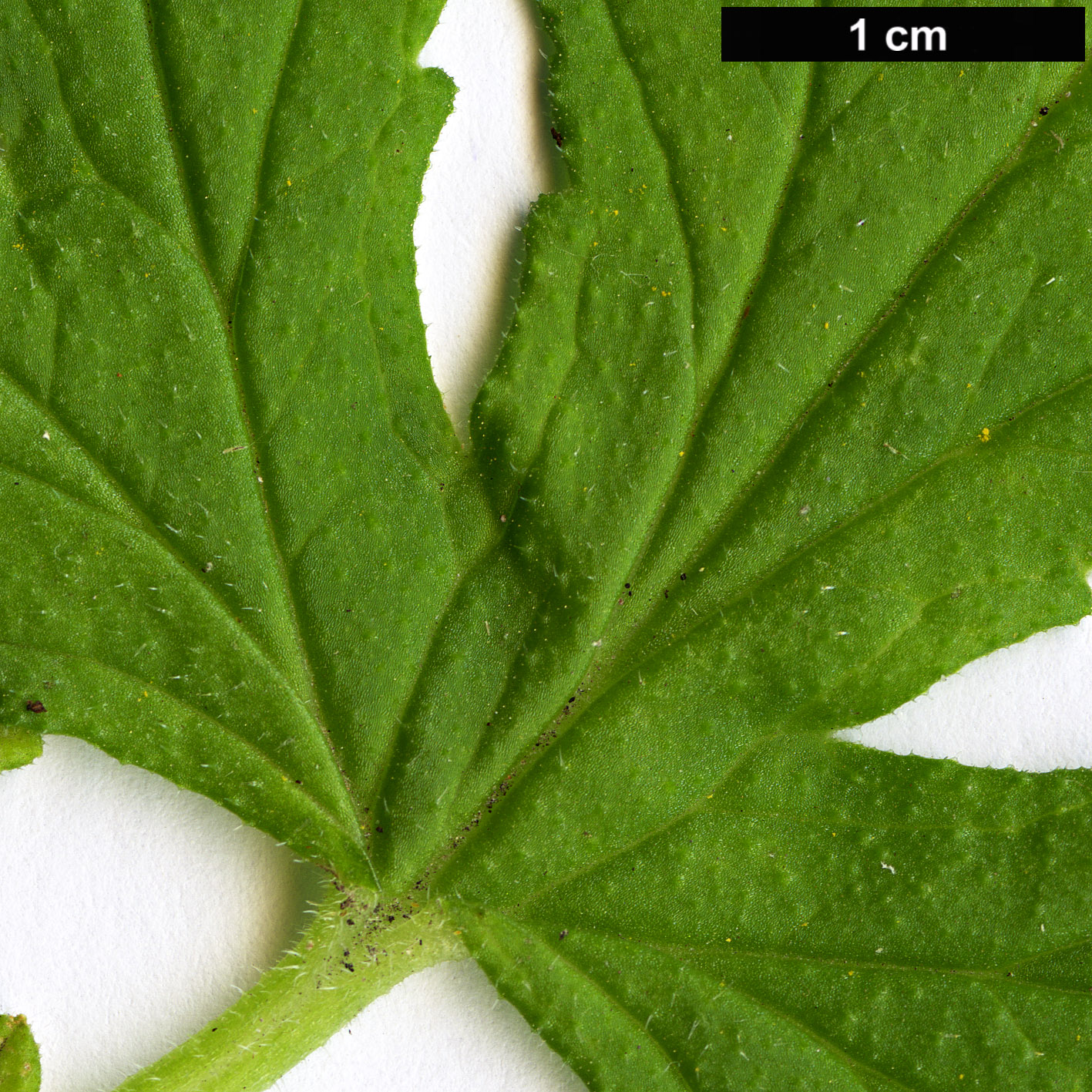 High resolution image: Family: Geraniaceae - Genus: Pelargonium - Taxon: graveolens