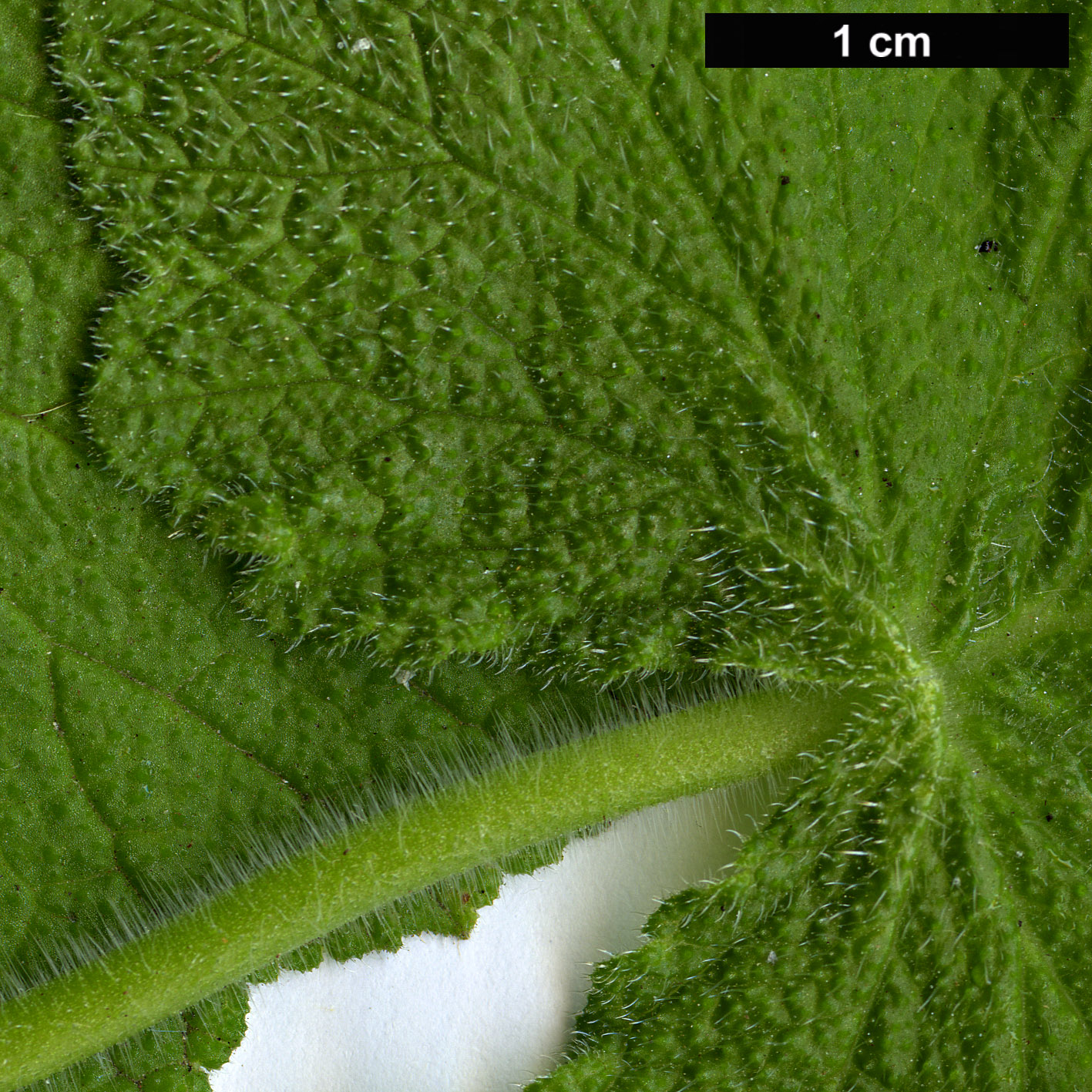 High resolution image: Family: Geraniaceae - Genus: Pelargonium - Taxon: papilionaceum