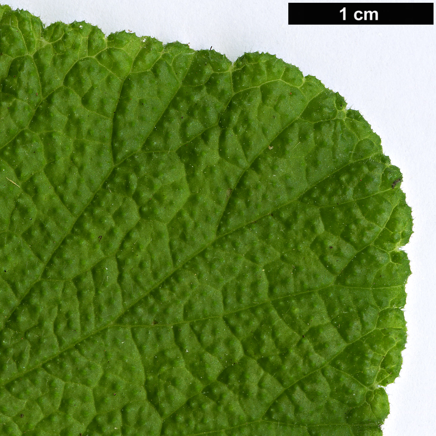 High resolution image: Family: Geraniaceae - Genus: Pelargonium - Taxon: papilionaceum