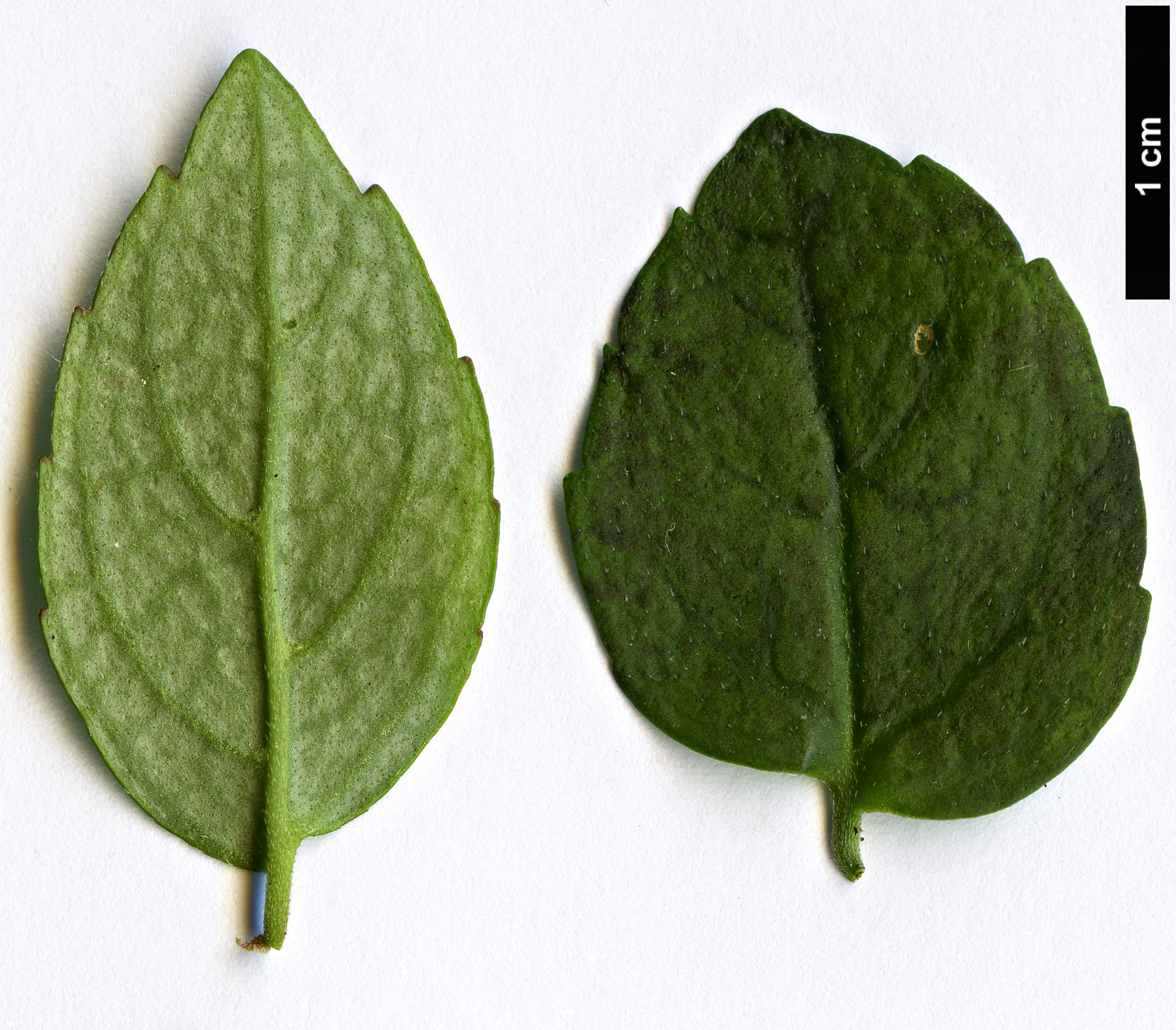 High resolution image: Family: Gesneriaceae - Genus: Mitraria - Taxon: coccinea